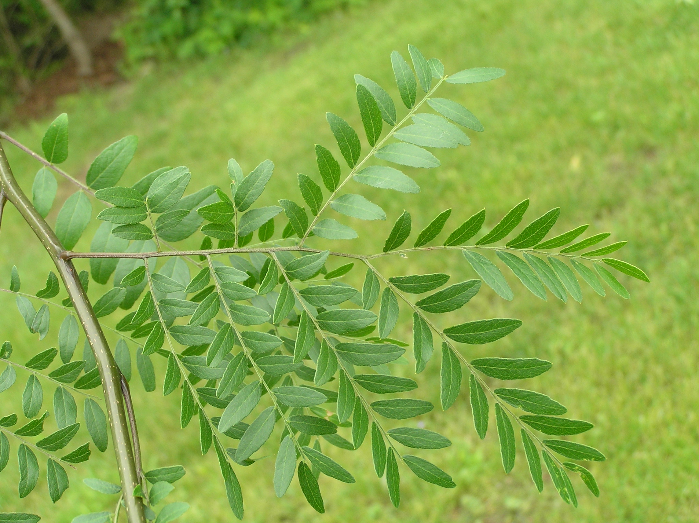 Native Trees of Indiana River Walk