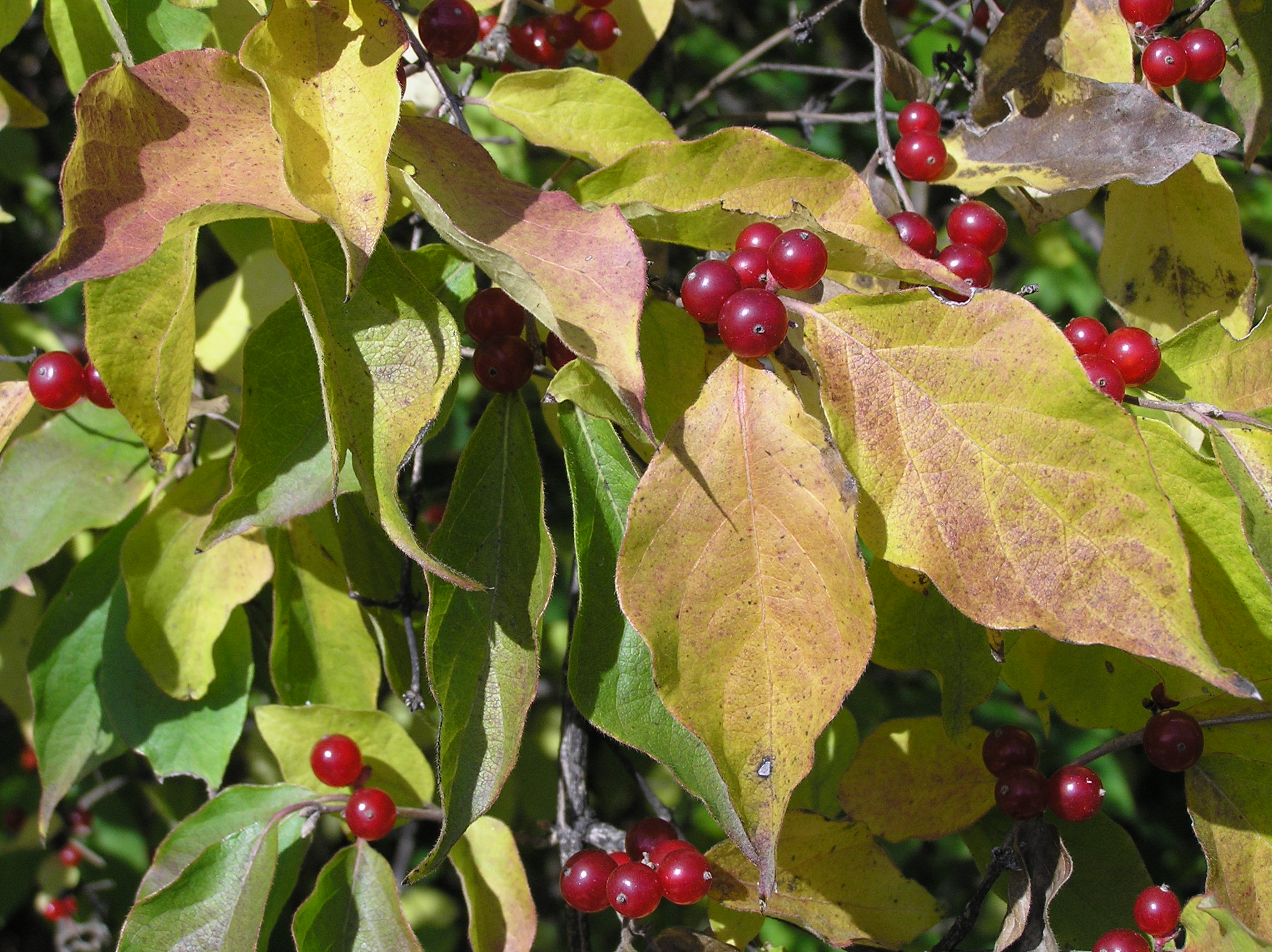 Native Trees of Indiana River Walk