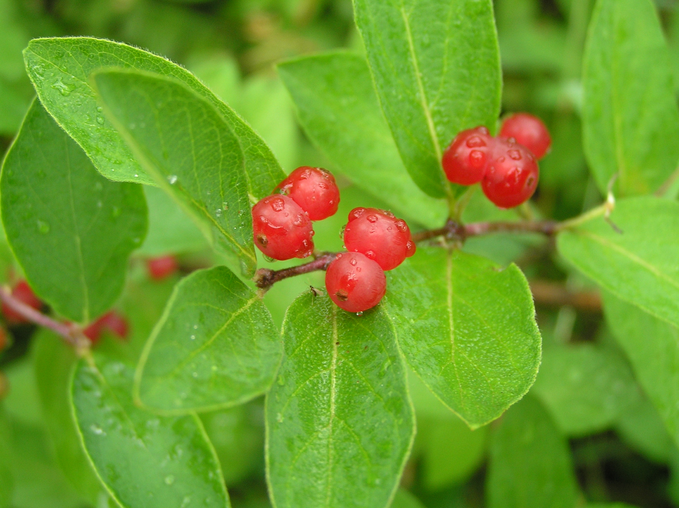 Native Trees of Indiana River Walk