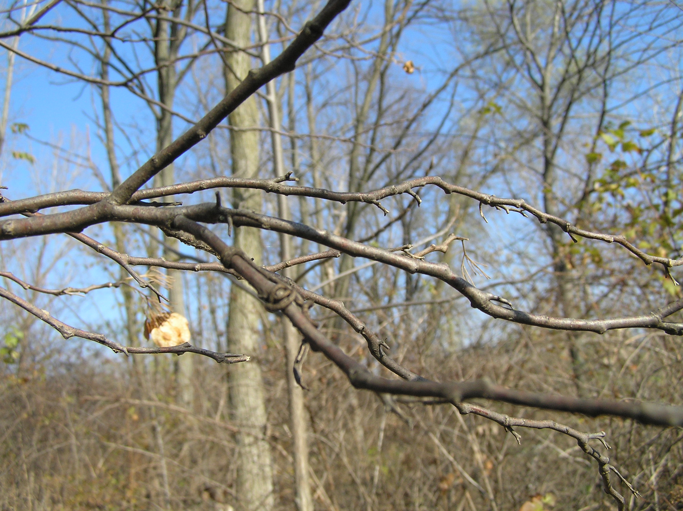 Native Trees of Indiana River Walk