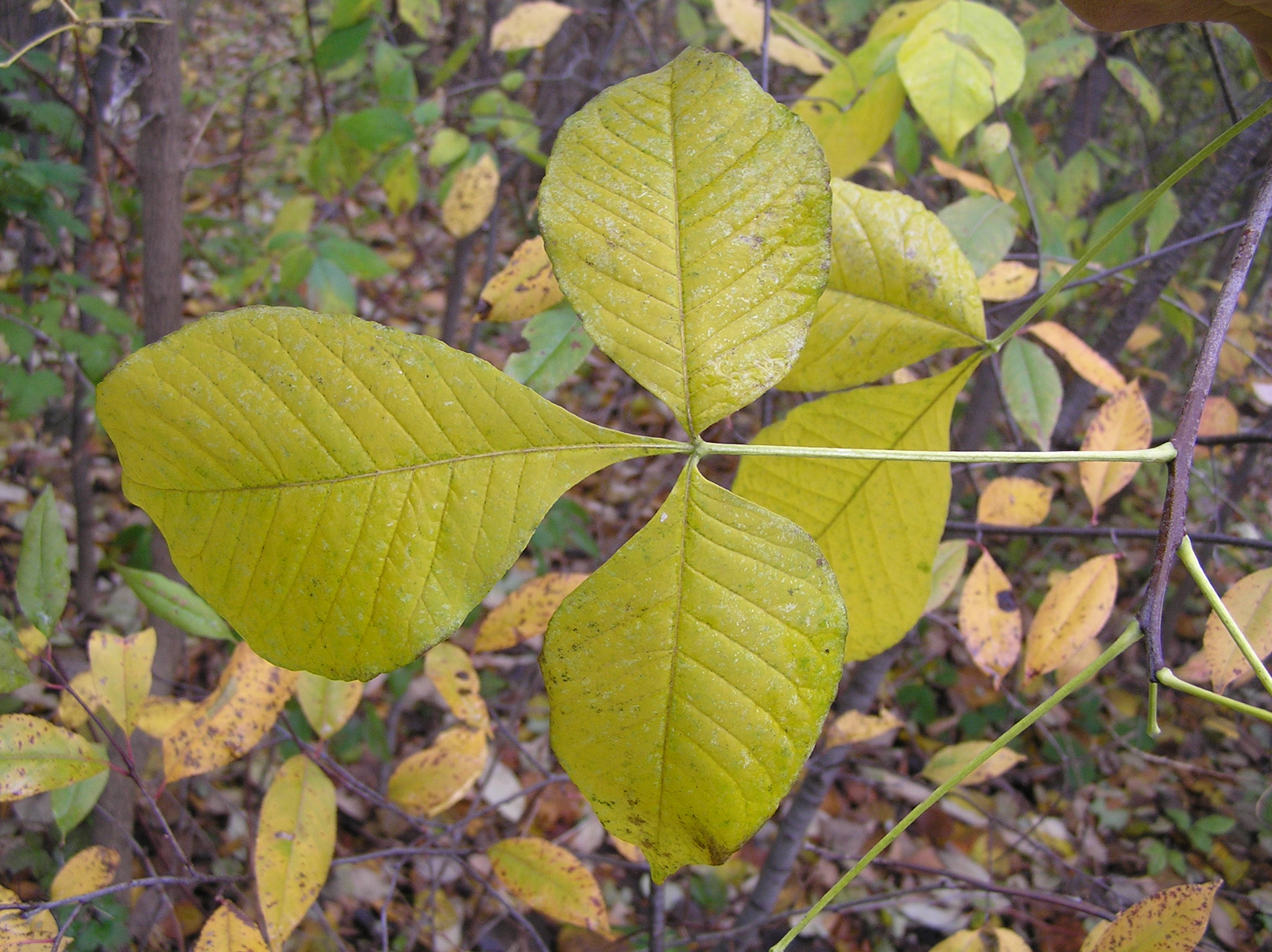 Native Trees of Indiana River Walk
