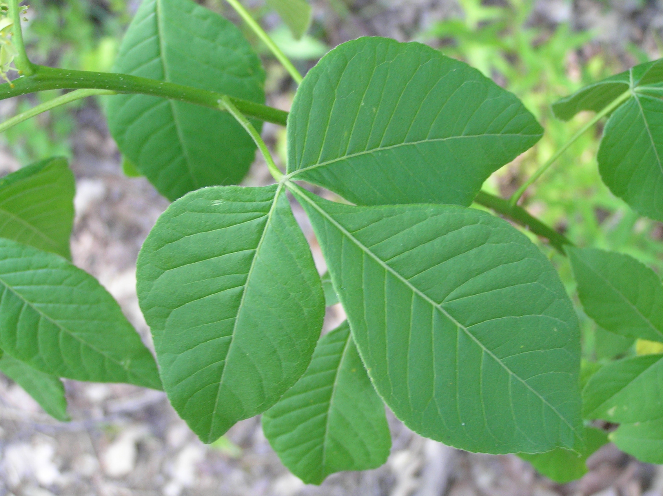 Native Trees of Indiana River Walk