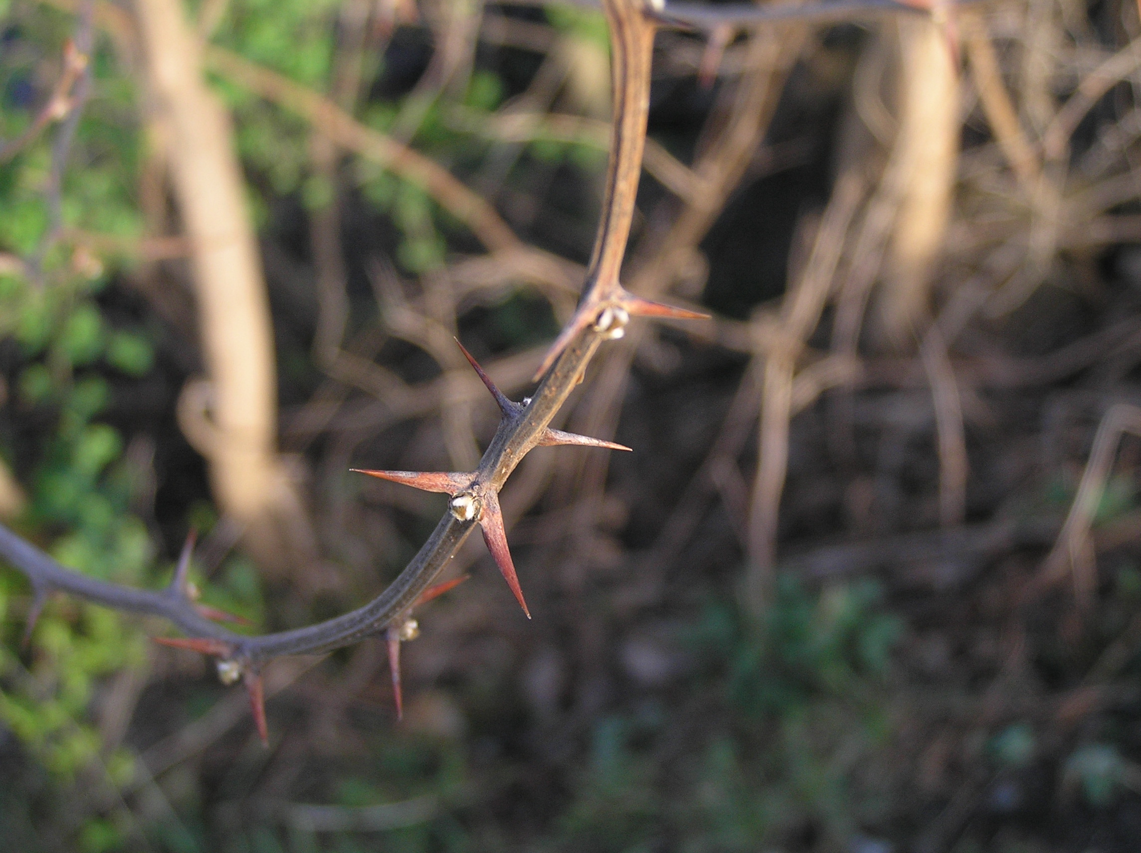 Native Trees of Indiana River Walk