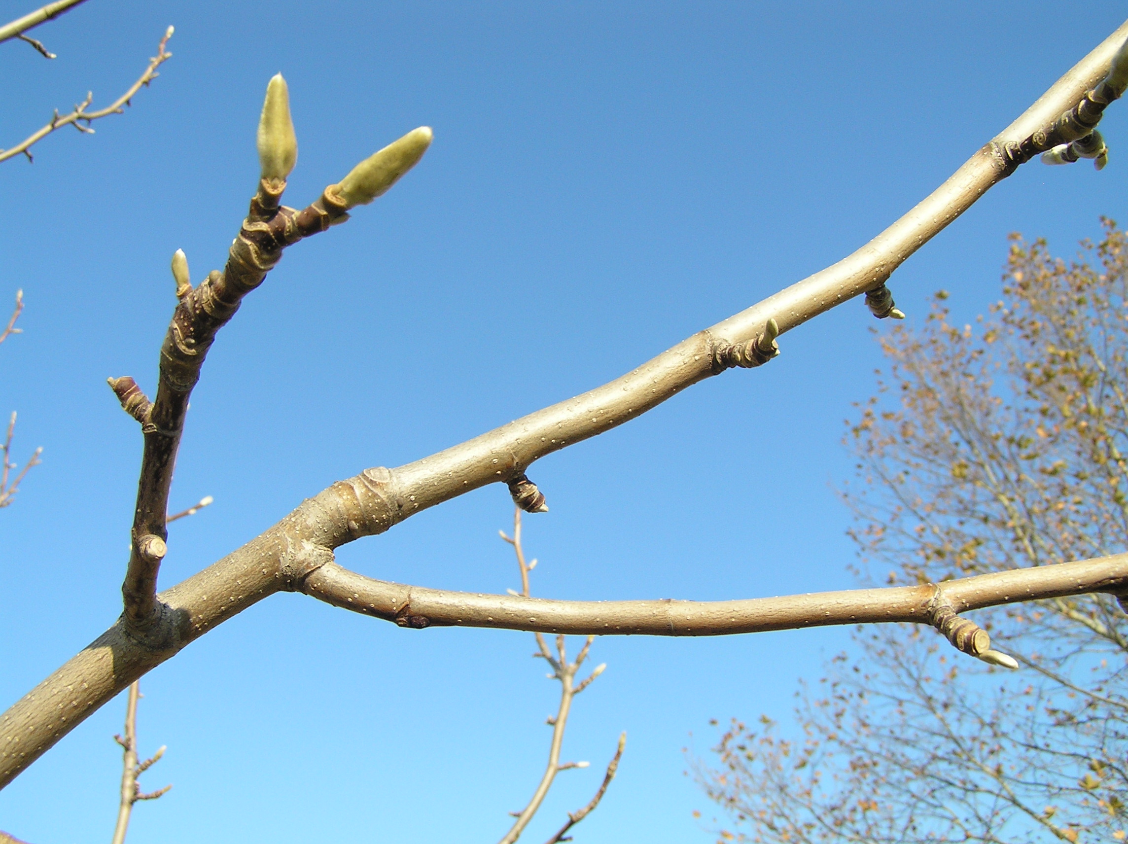 Native Trees of Indiana River Walk