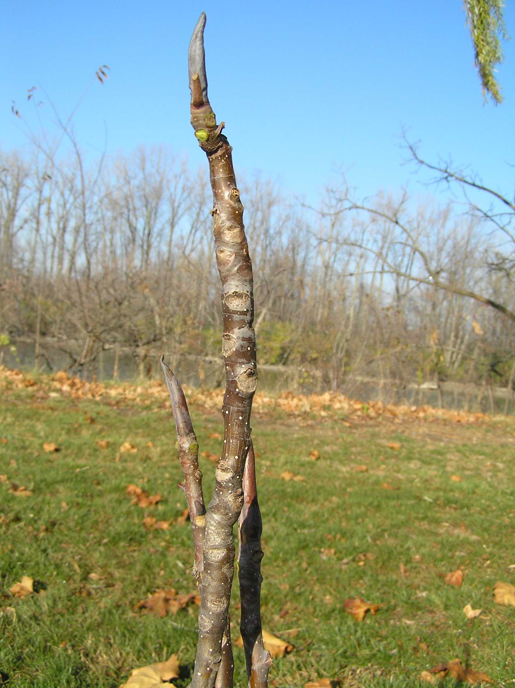 Native Trees of Indiana River Walk
