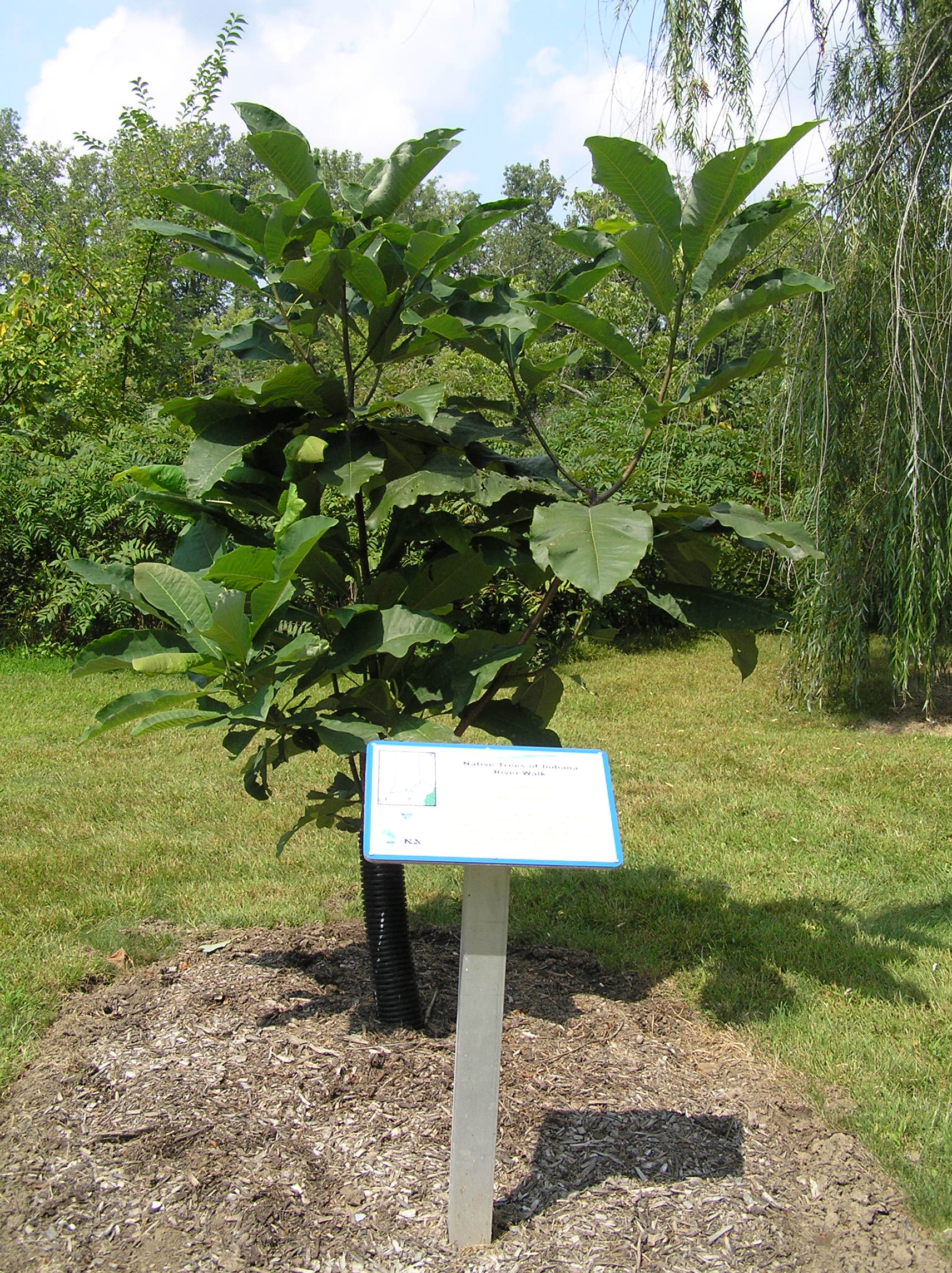Native Trees of Indiana River Walk