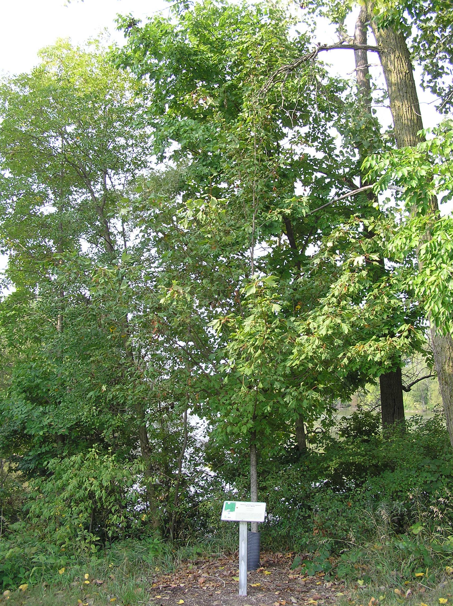 Native Trees of Indiana River Walk