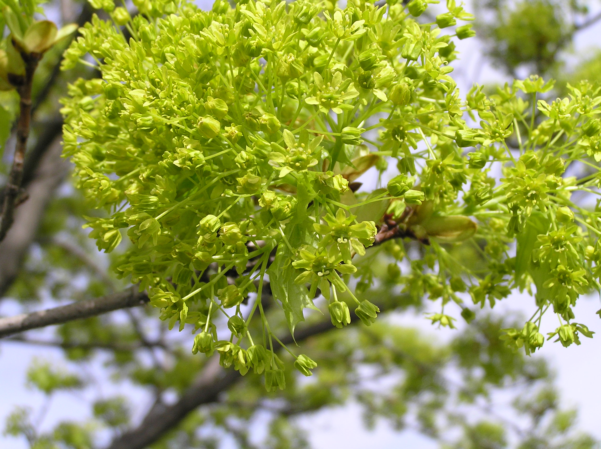 Native Trees of Indiana River Walk