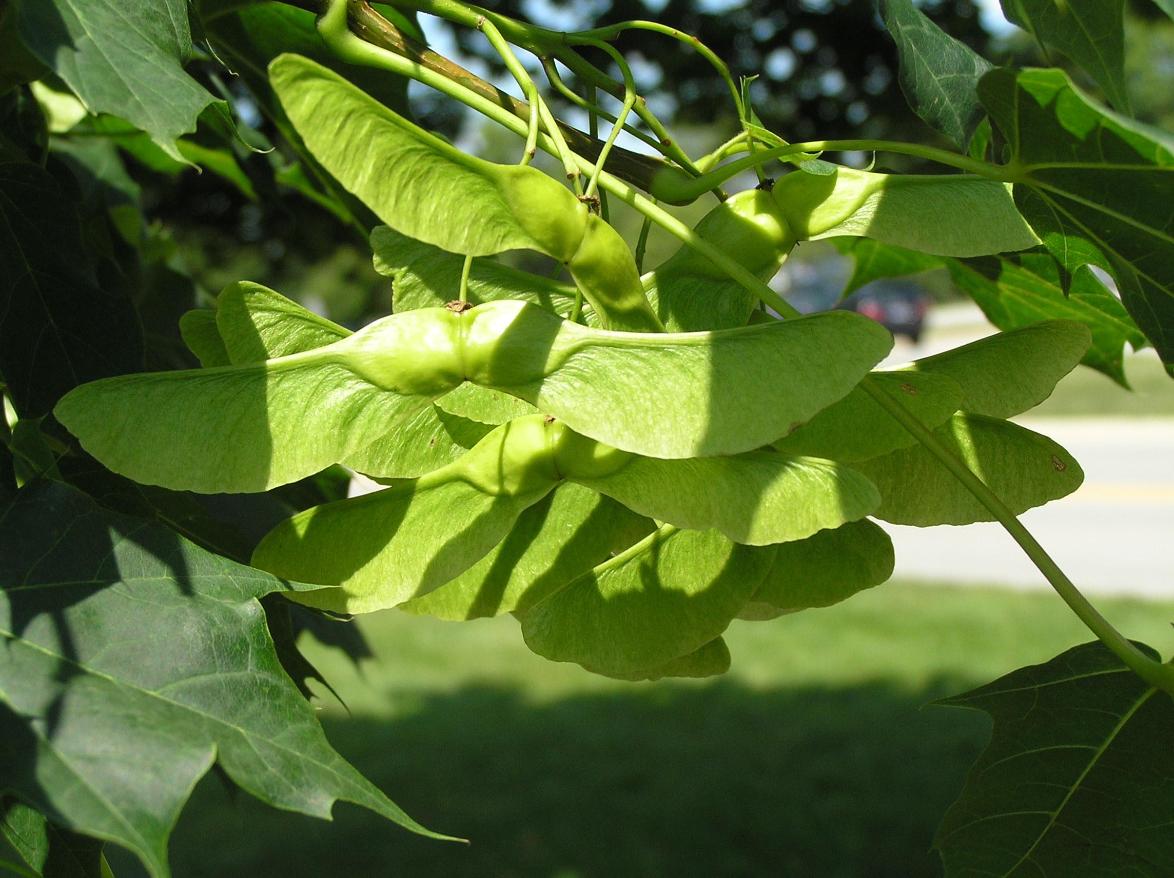 Native Trees of Indiana River Walk