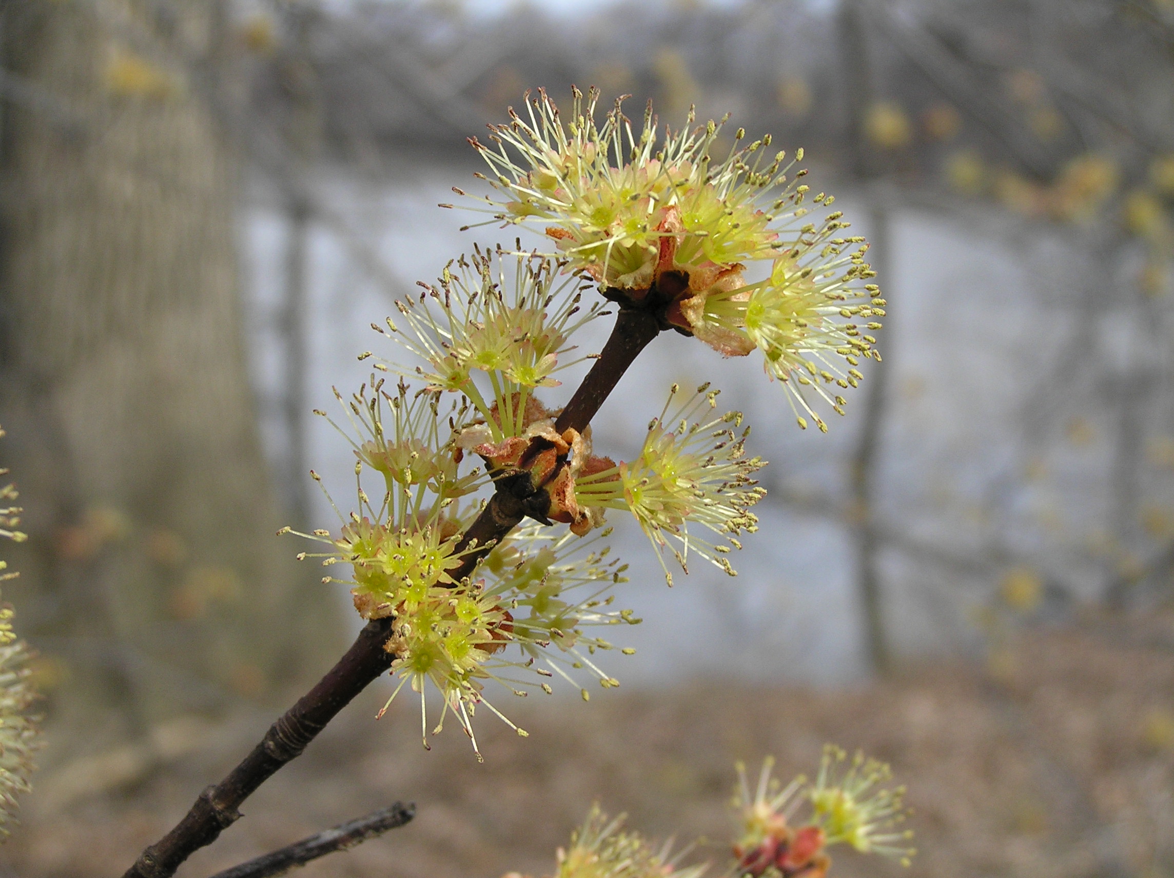 Native Trees of Indiana River Walk