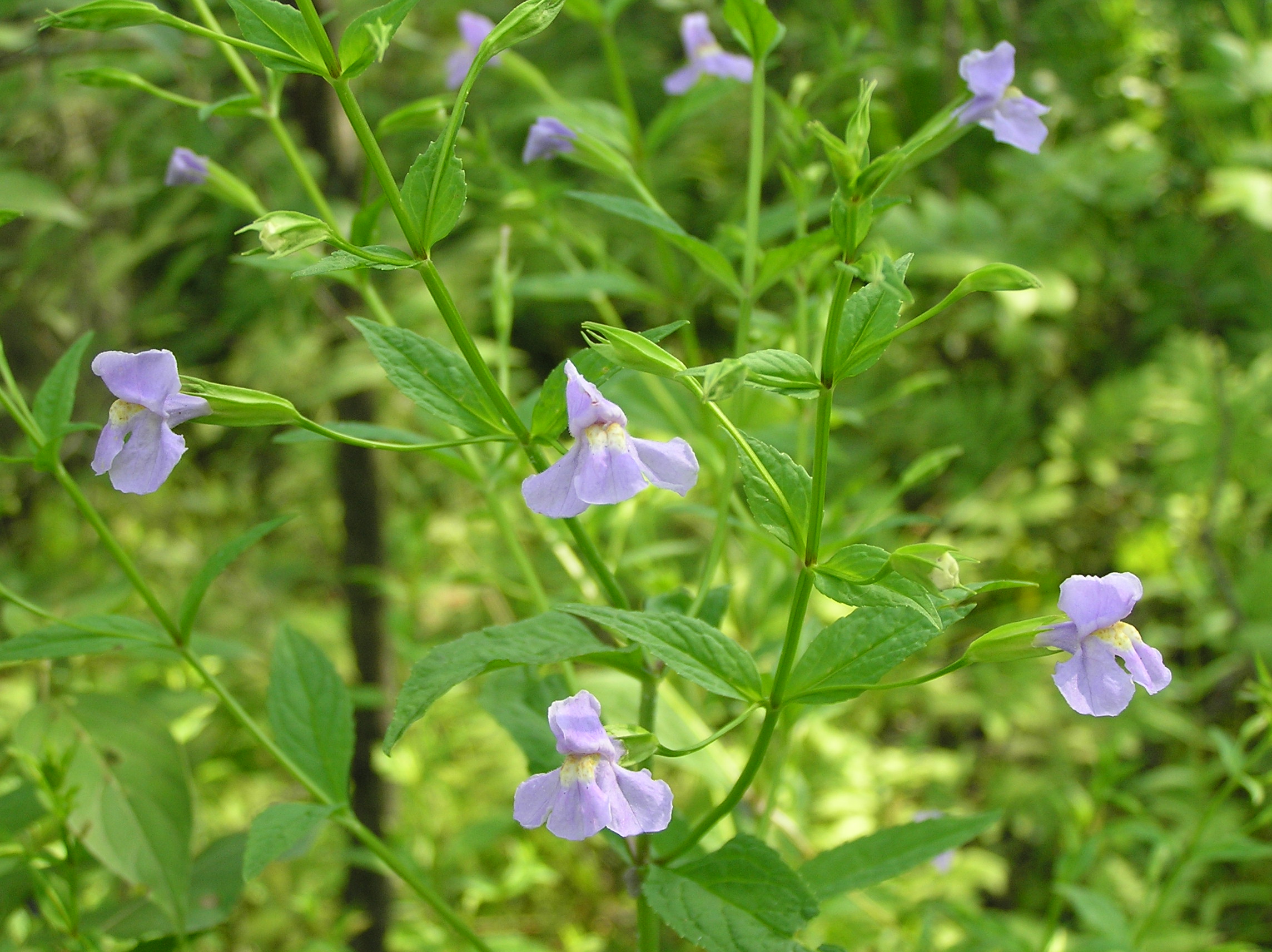 Native Trees of Indiana River Walk
