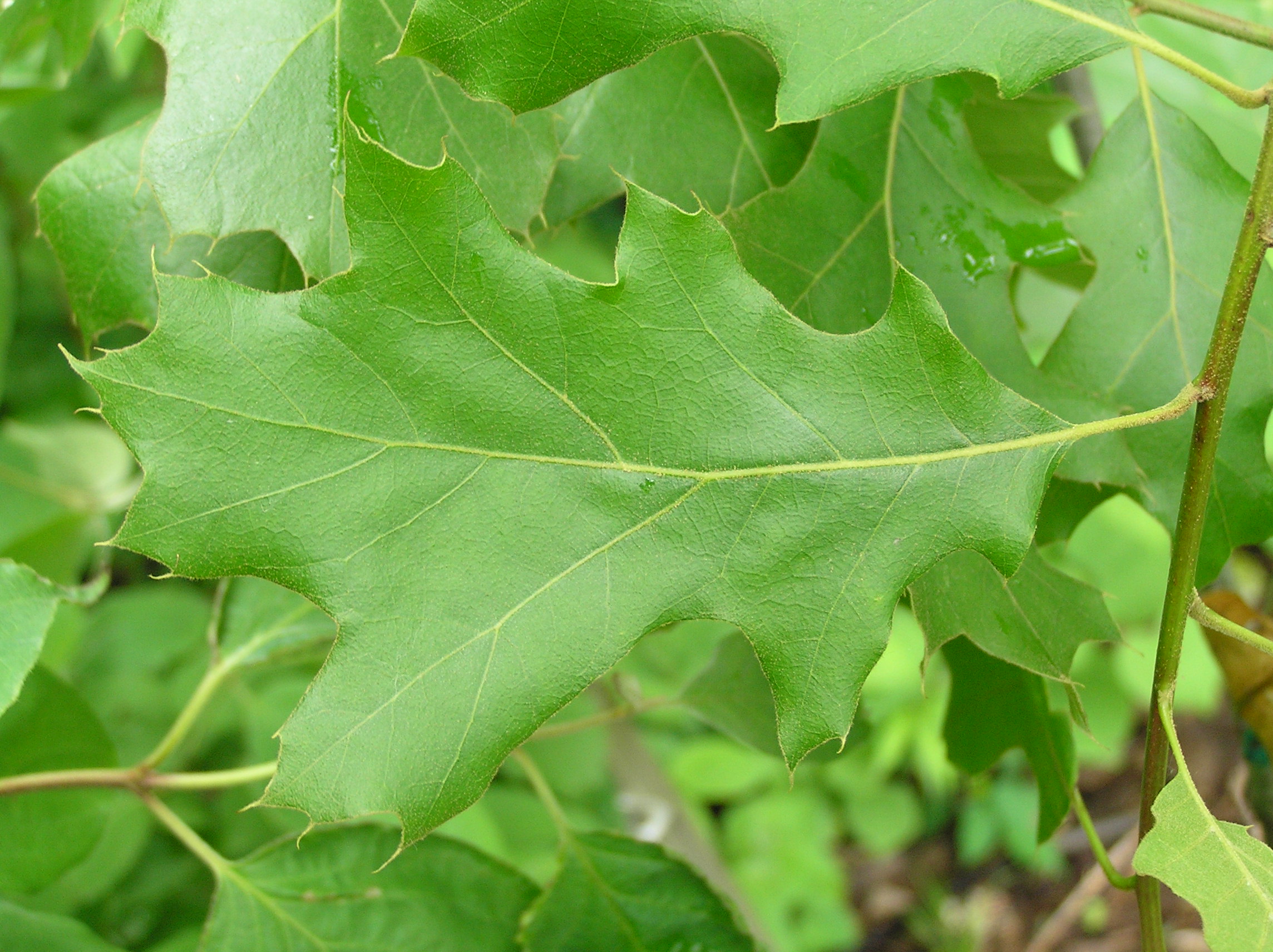 Native Trees of Indiana River Walk