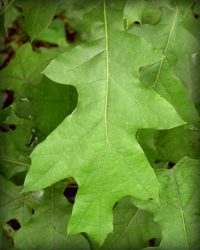 Native Trees of Indiana River Walk