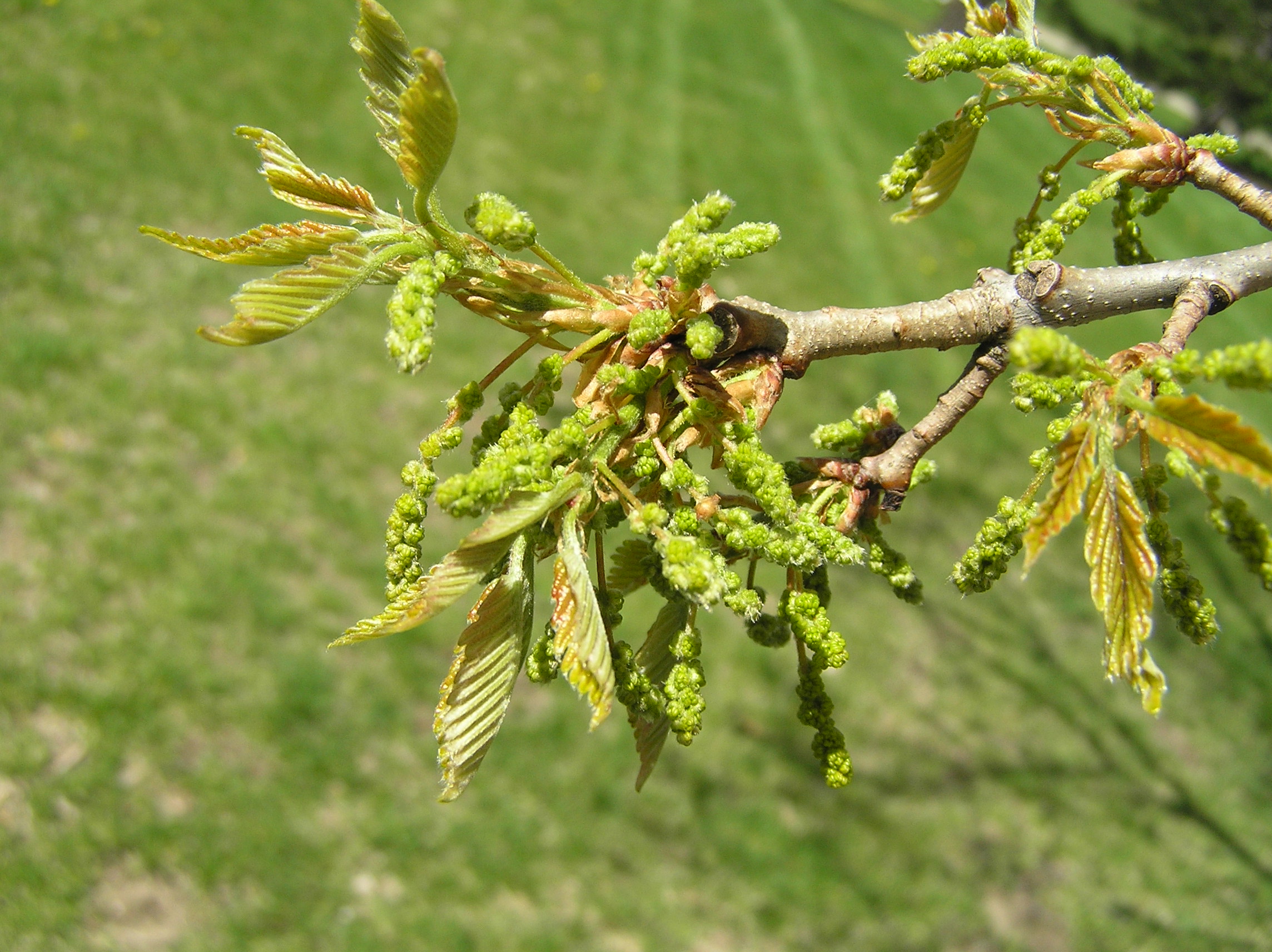 Native Trees of Indiana River Walk