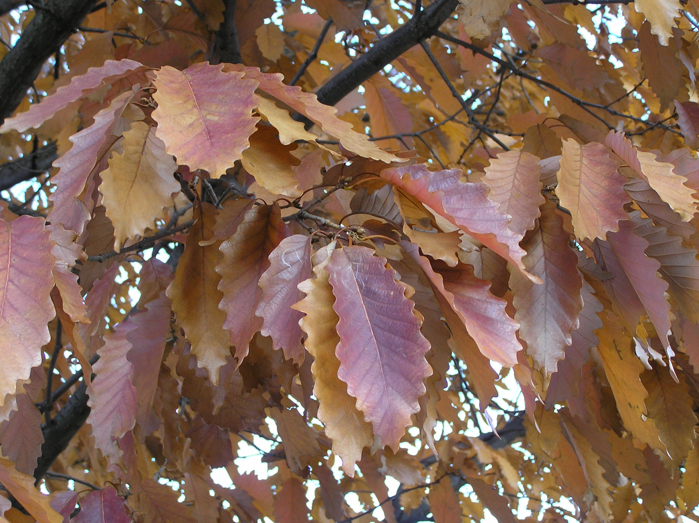 Native Trees of Indiana River Walk