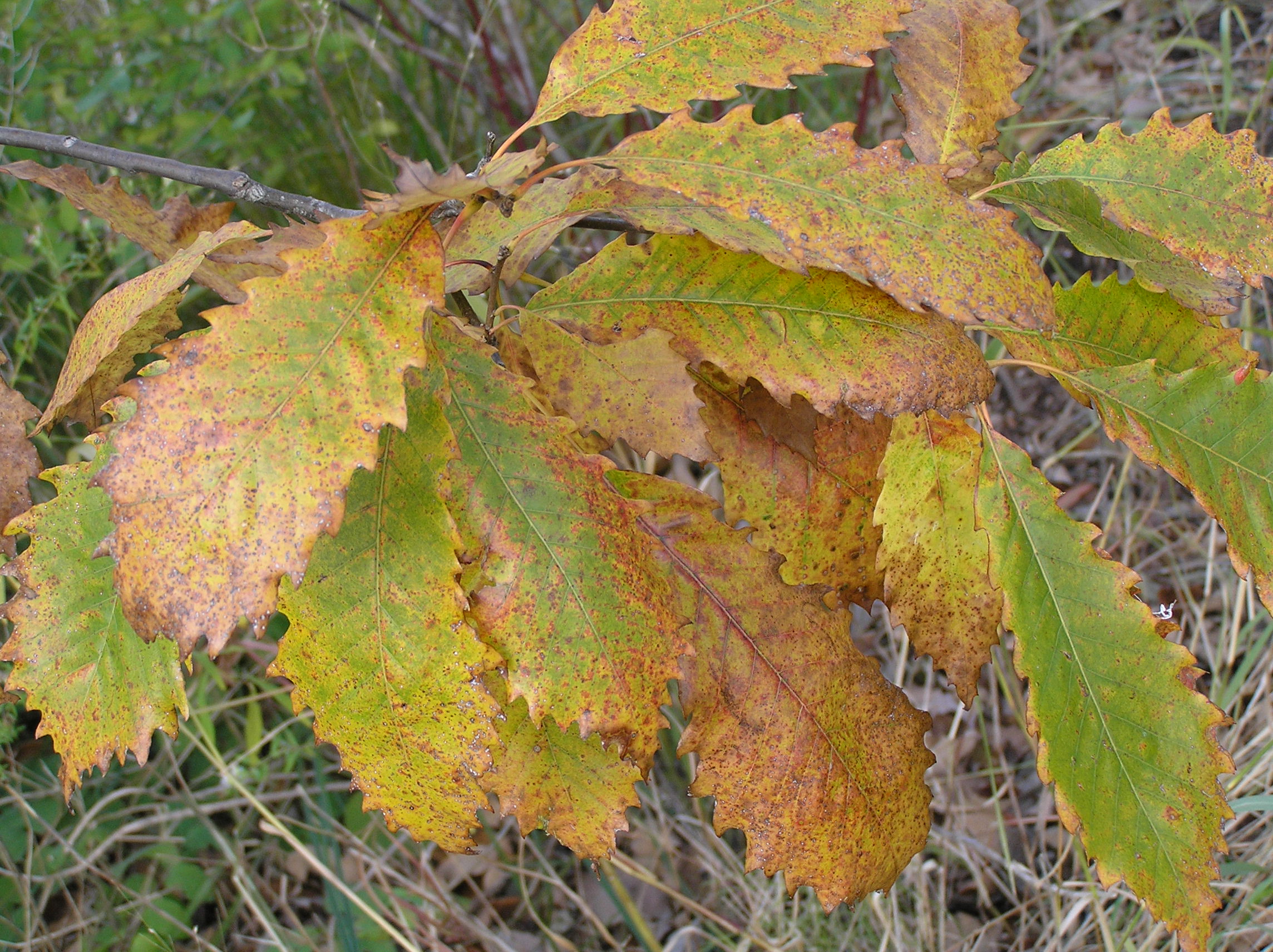 Native Trees of Indiana River Walk