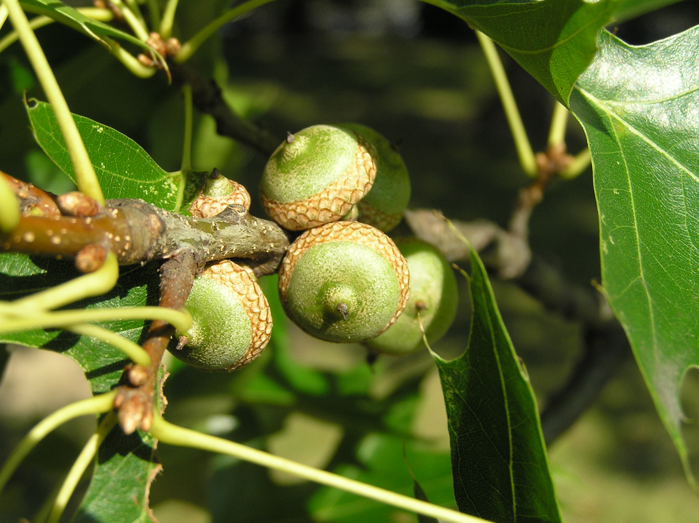 Native Trees of Indiana River Walk