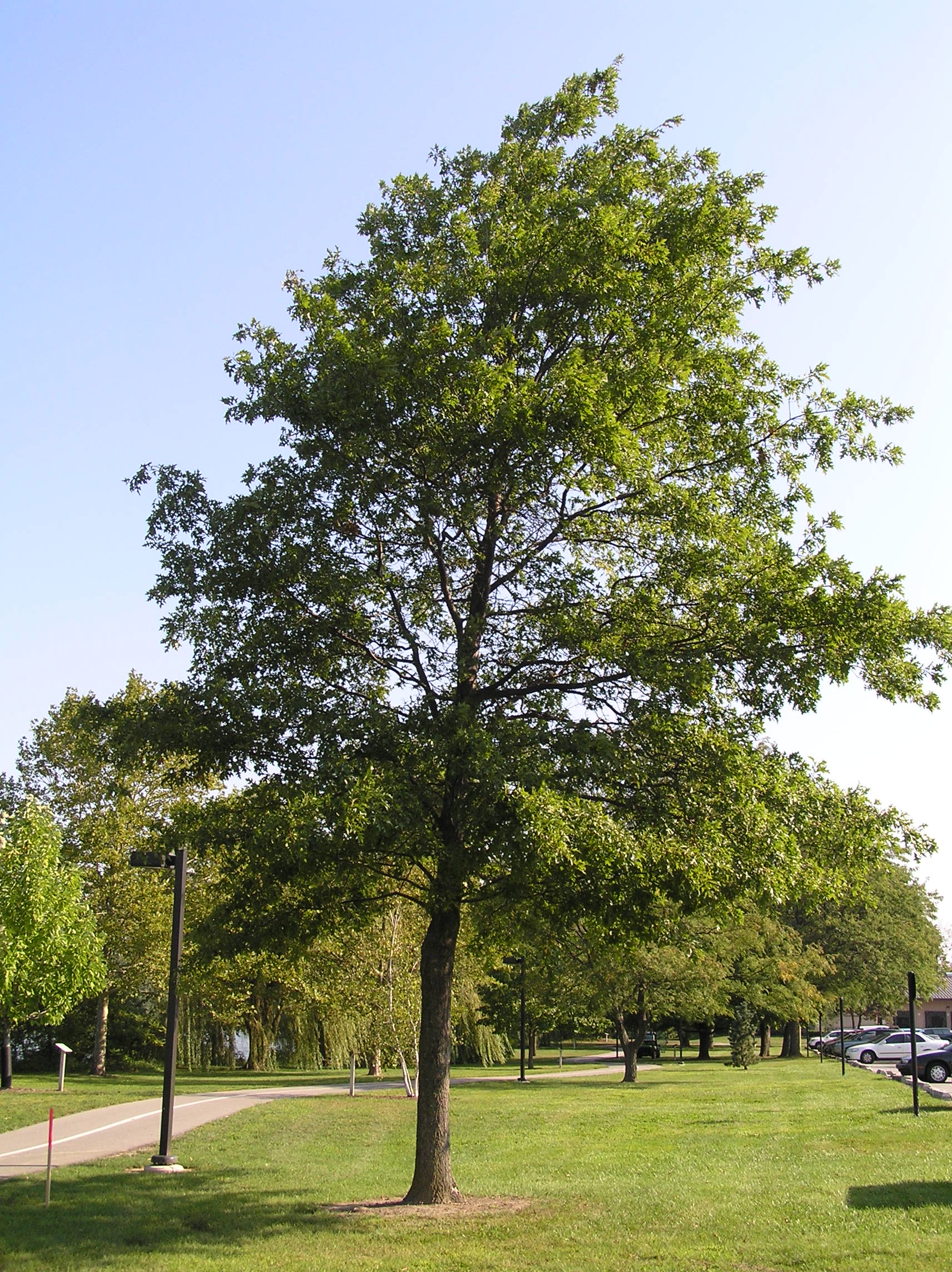 Native Trees of Indiana River Walk