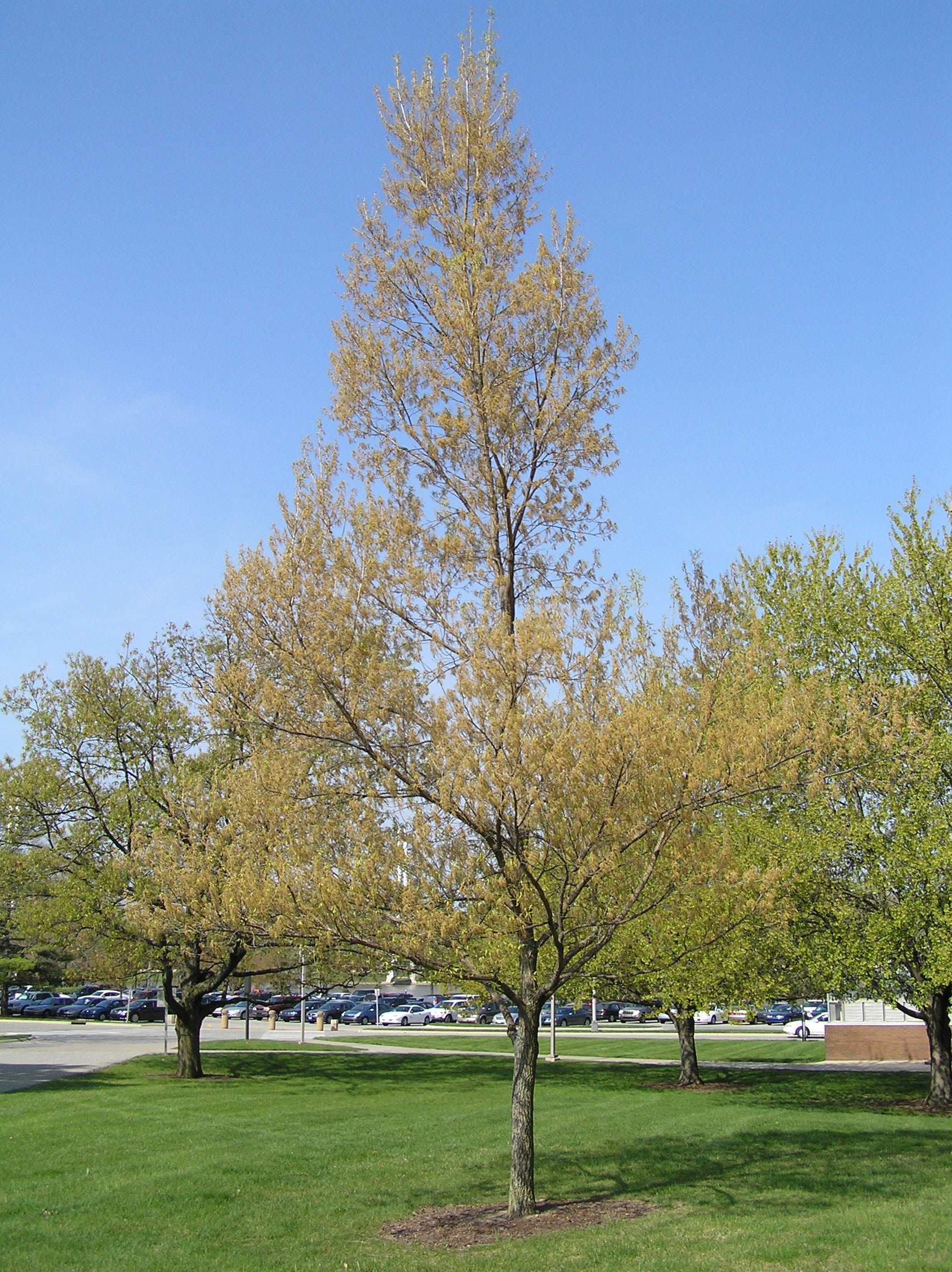 Native Trees of Indiana River Walk
