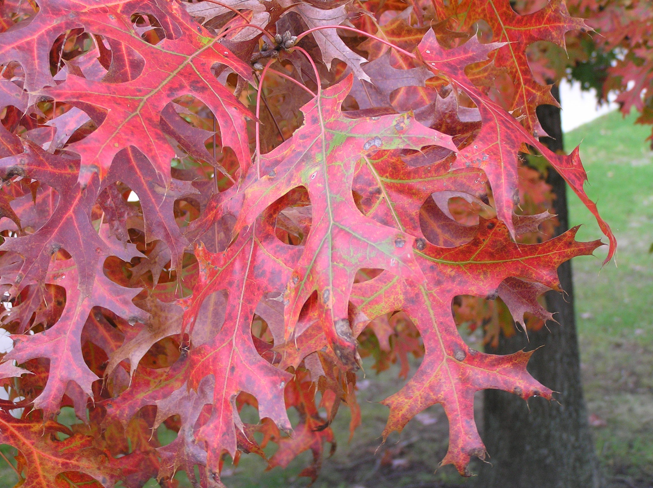 Native Trees of Indiana River Walk