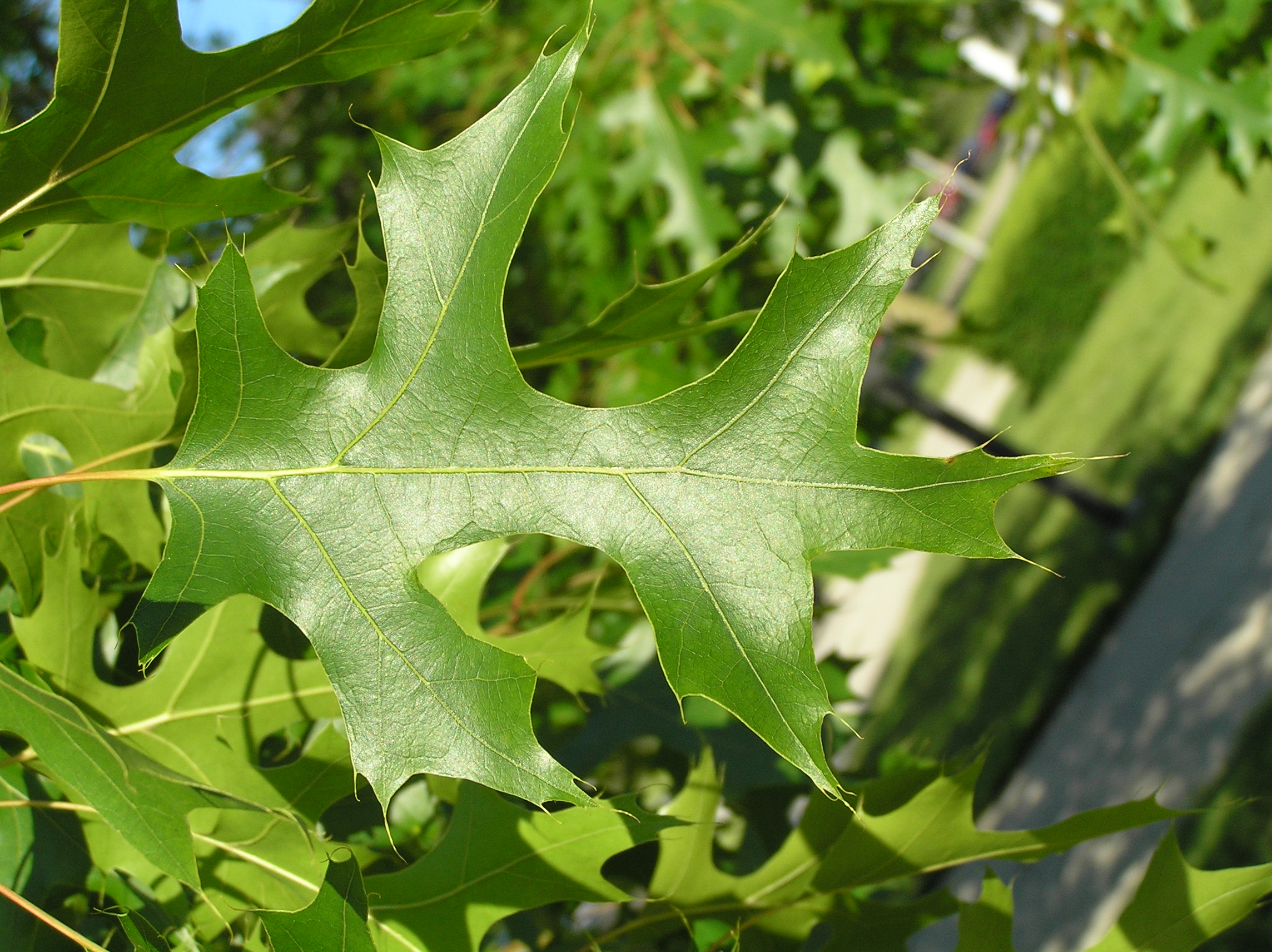 Native Trees of Indiana River Walk