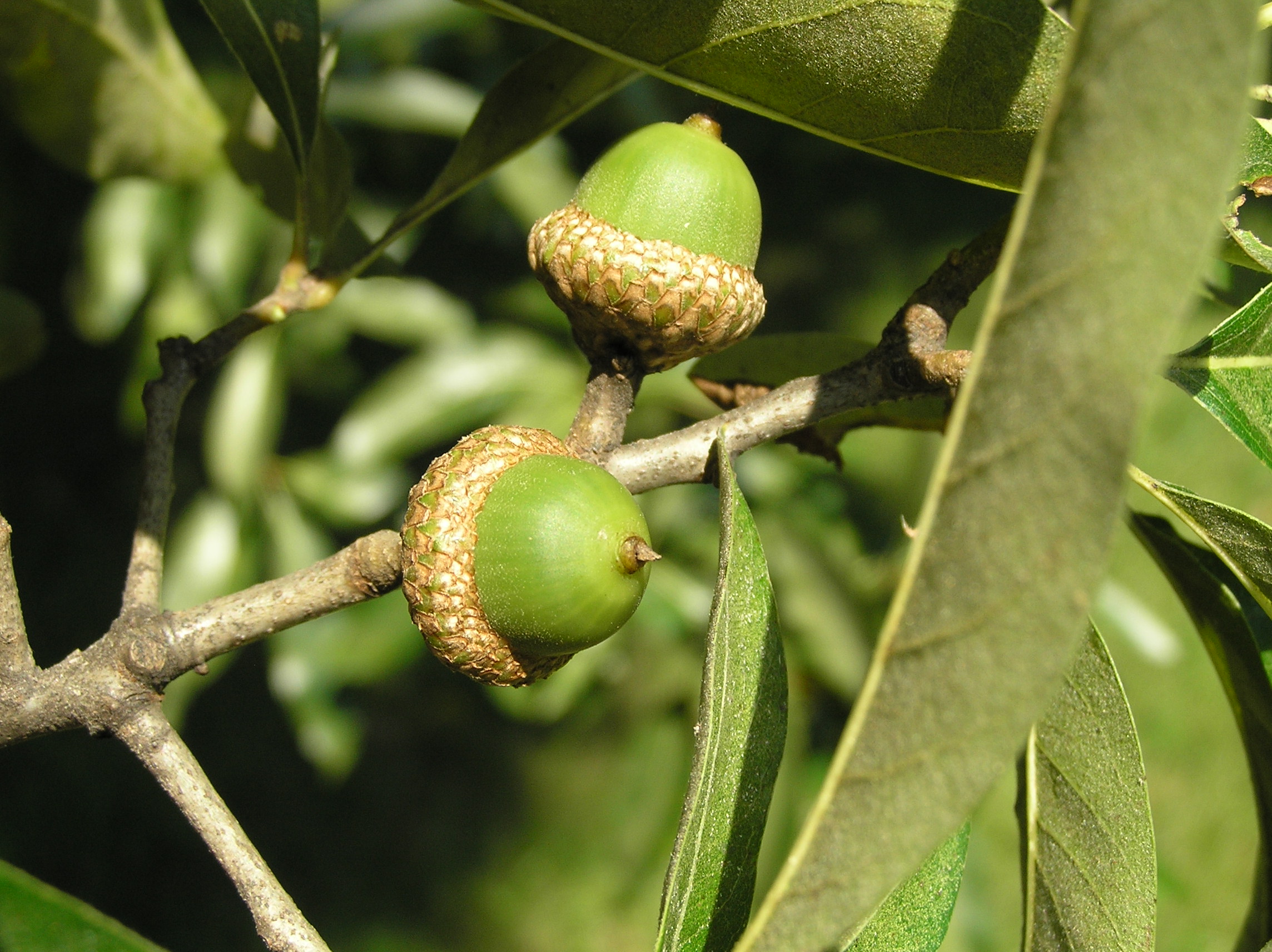 Native Trees of Indiana River Walk
