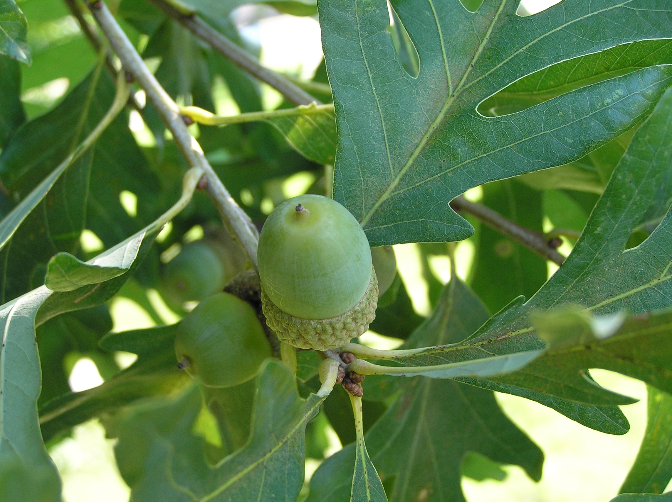 Native Trees of Indiana River Walk