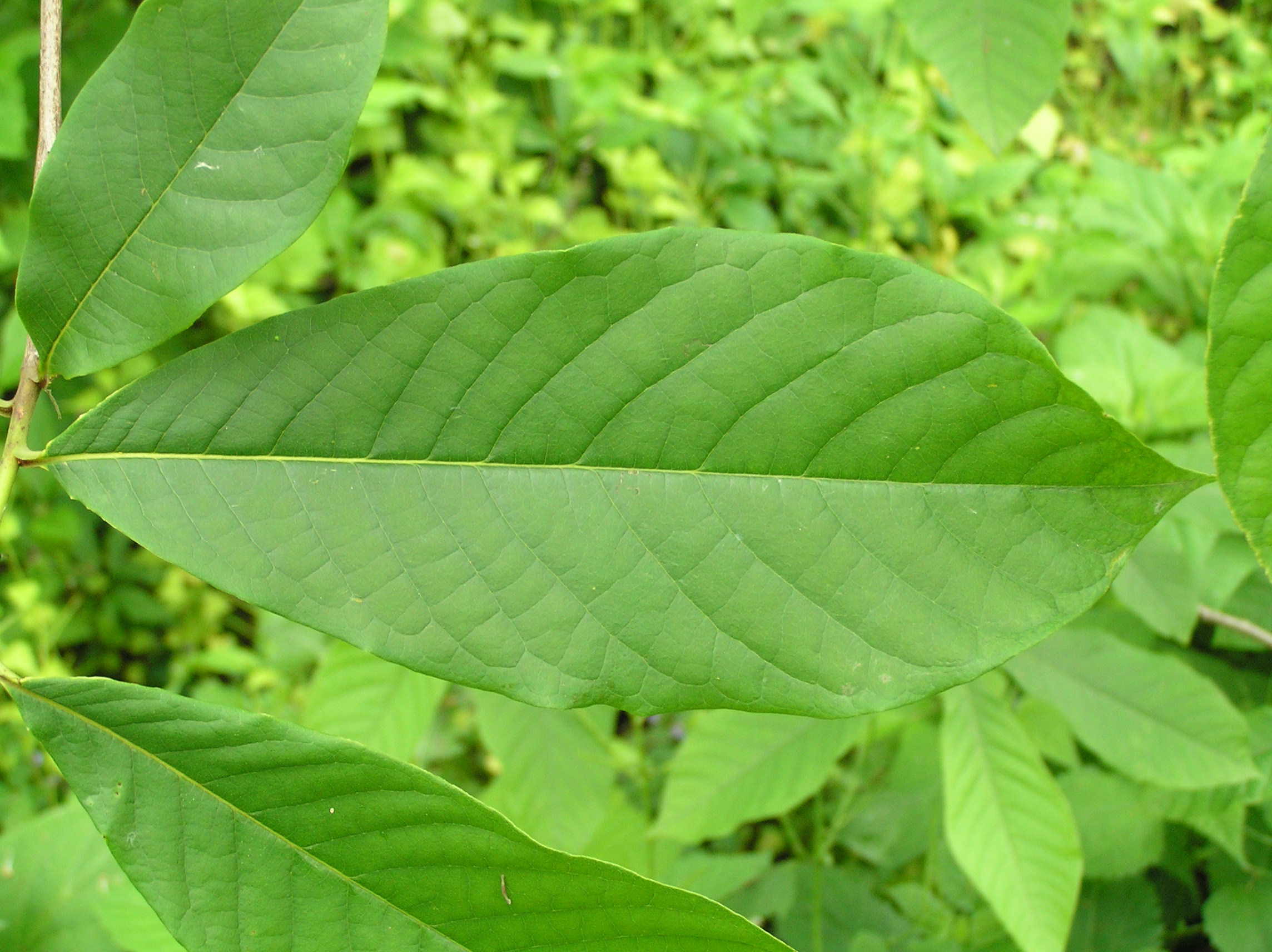 Native Trees of Indiana River Walk