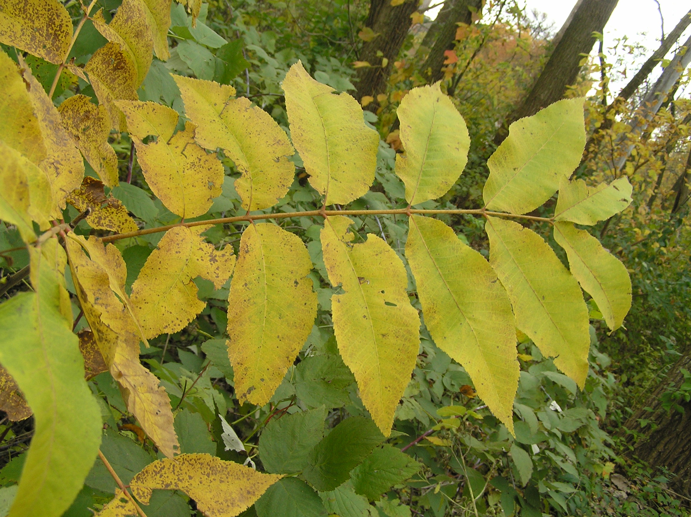 Native Trees of Indiana River Walk