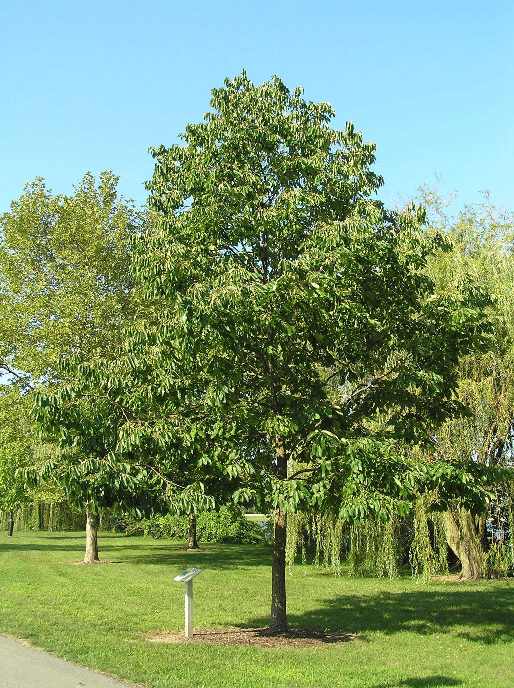 Native Trees of Indiana River Walk