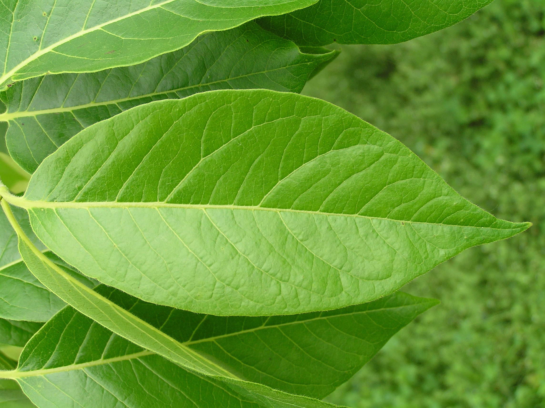 Native Trees of Indiana River Walk