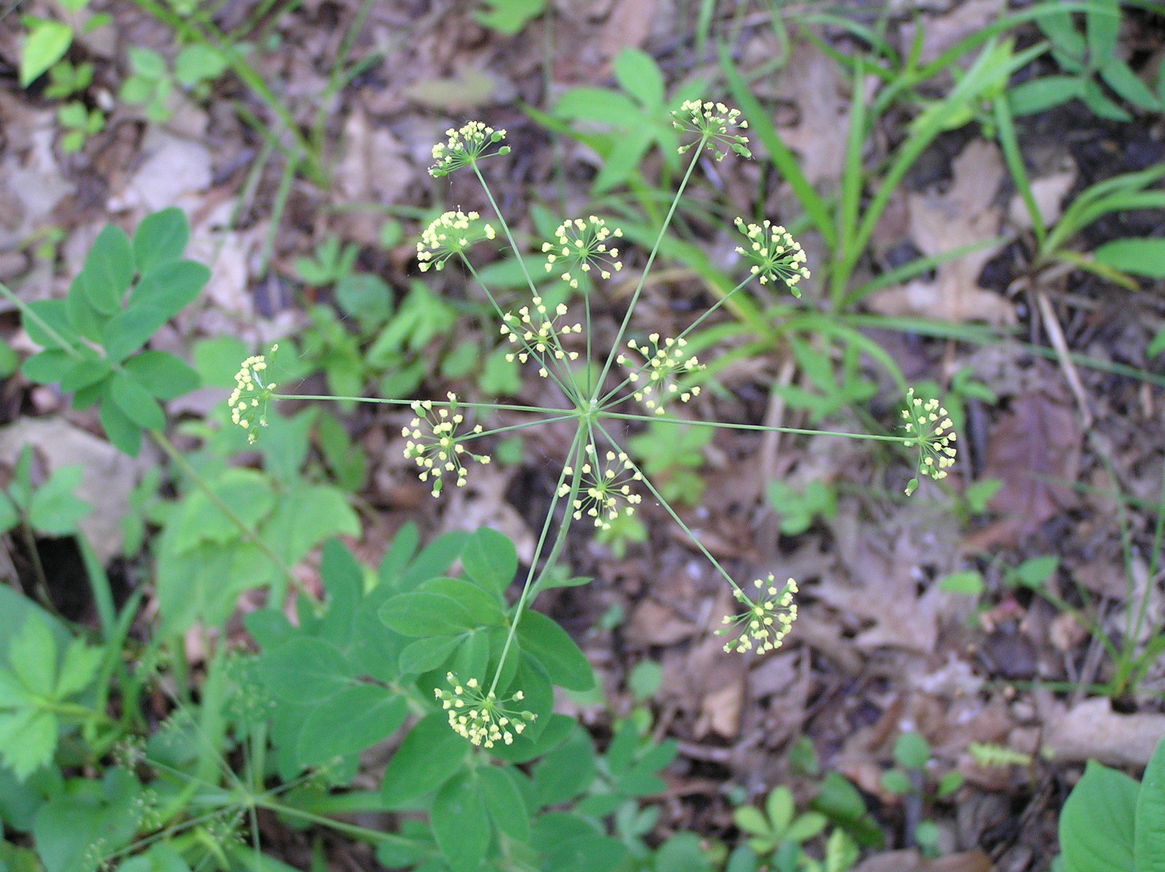 Native Trees of Indiana River Walk