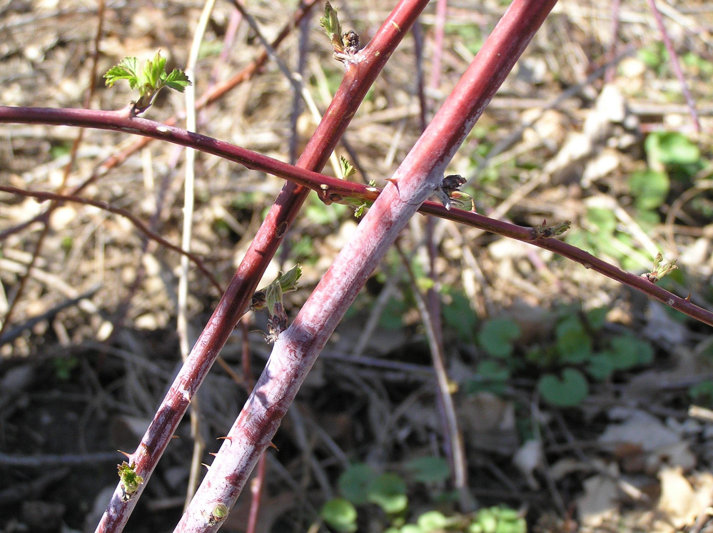 Native Trees of Indiana River Walk