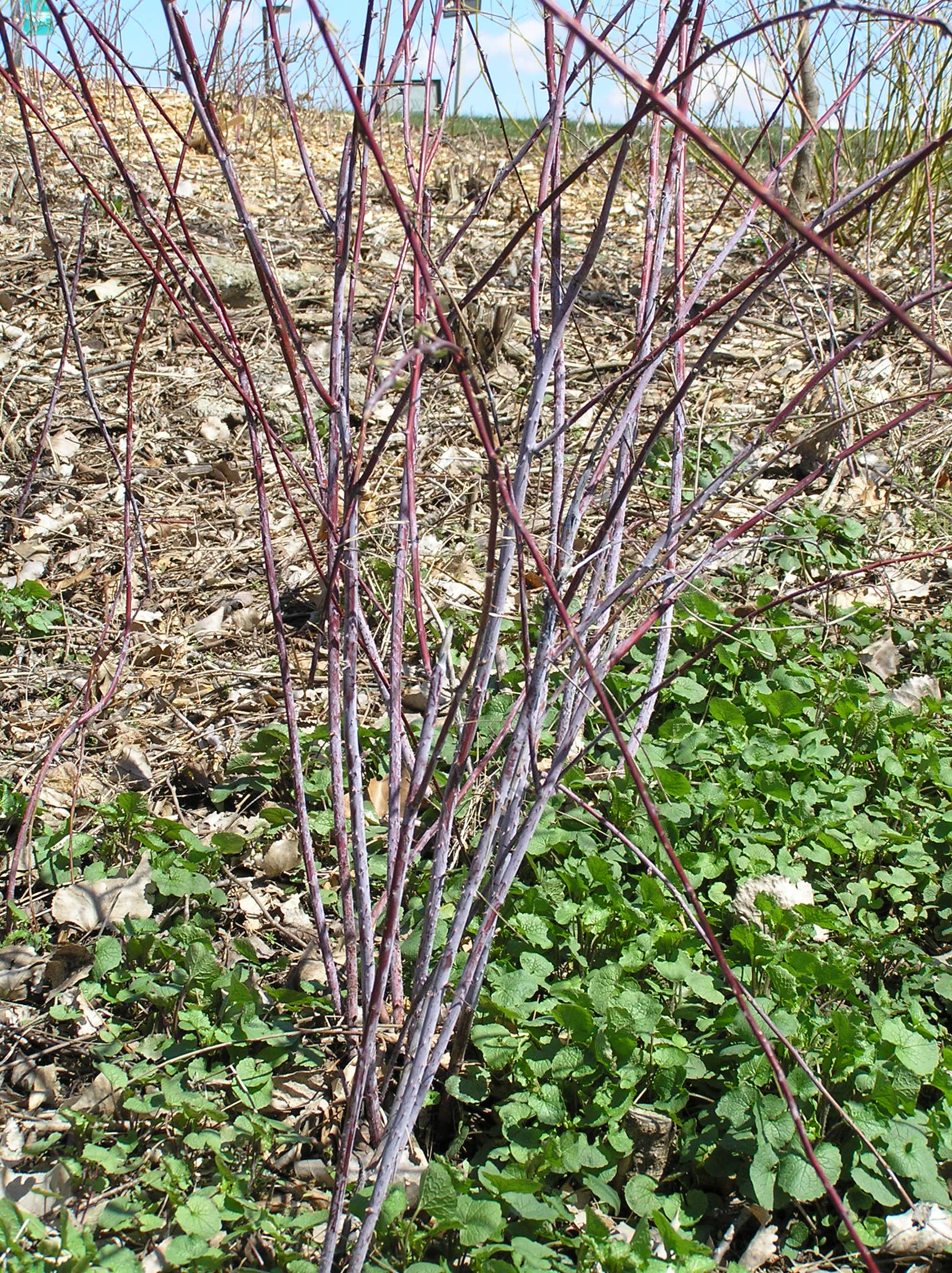 Native Trees of Indiana River Walk