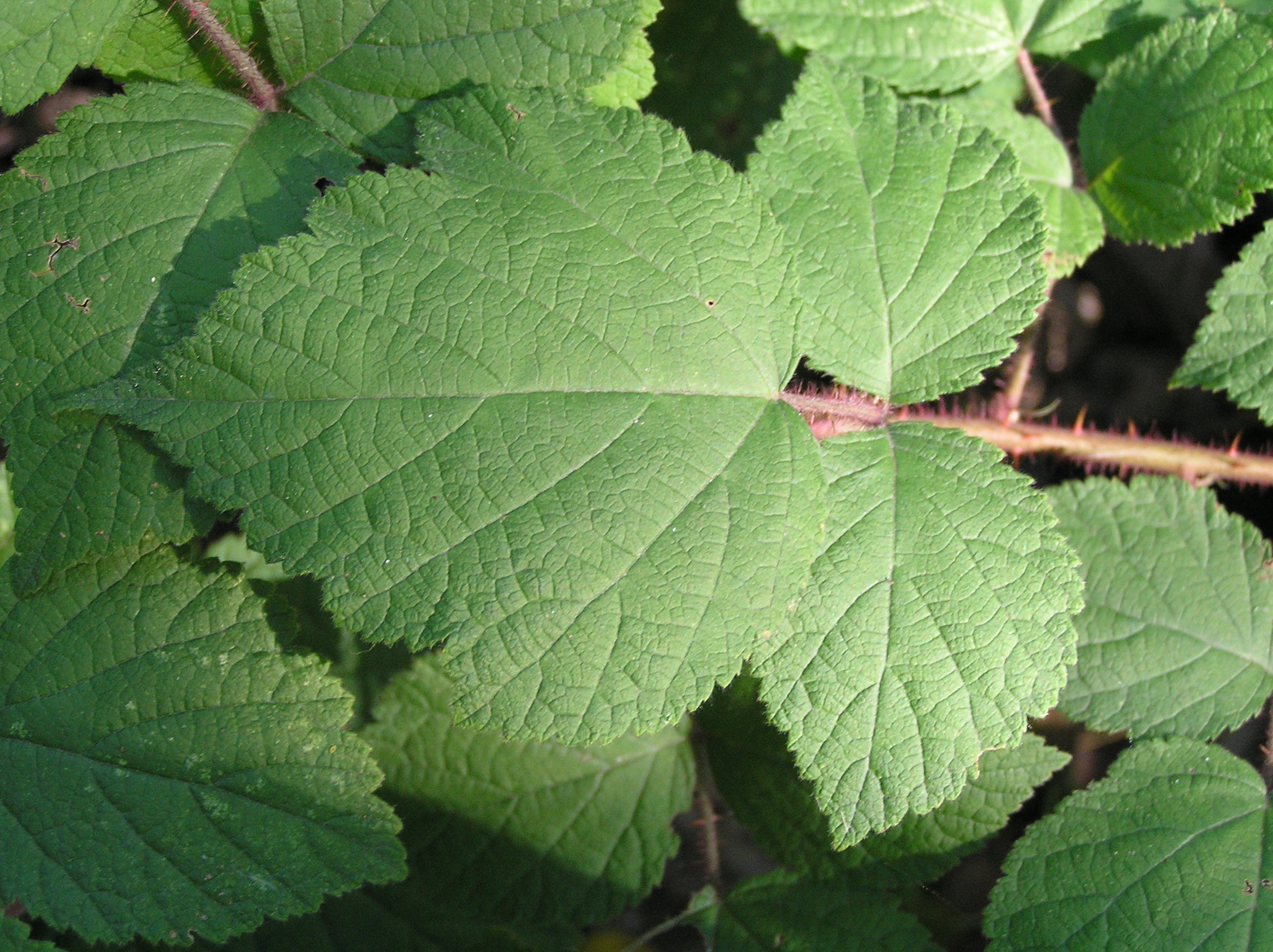 Native Trees of Indiana River Walk