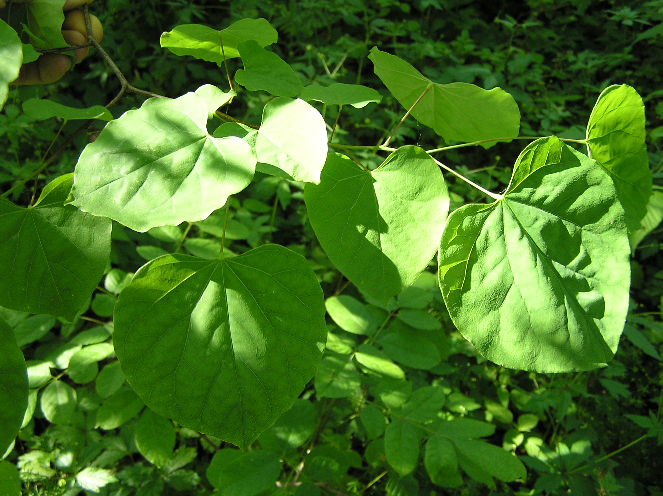 Native Trees Of Indiana River Walk