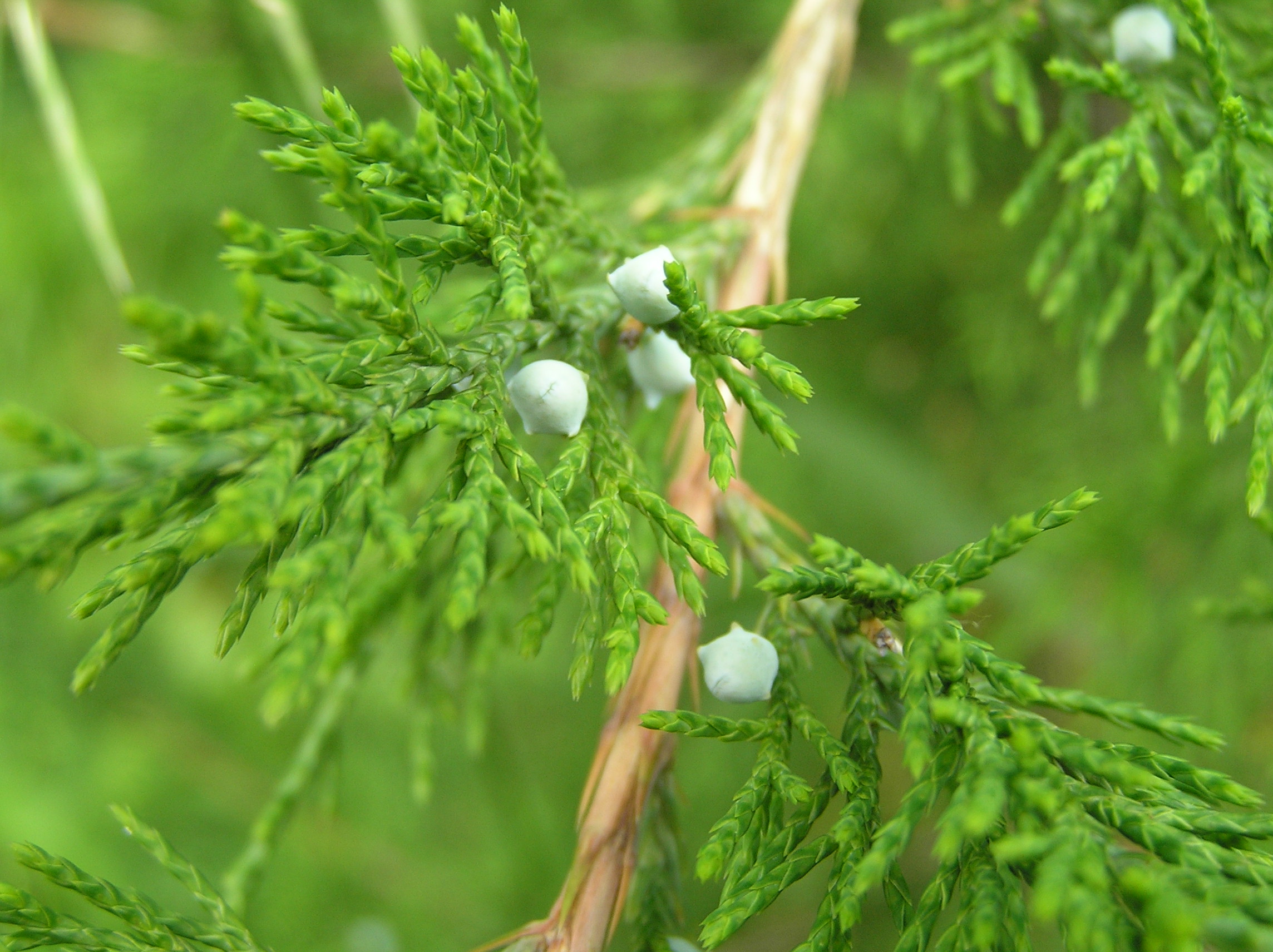 Native Trees of Indiana River Walk