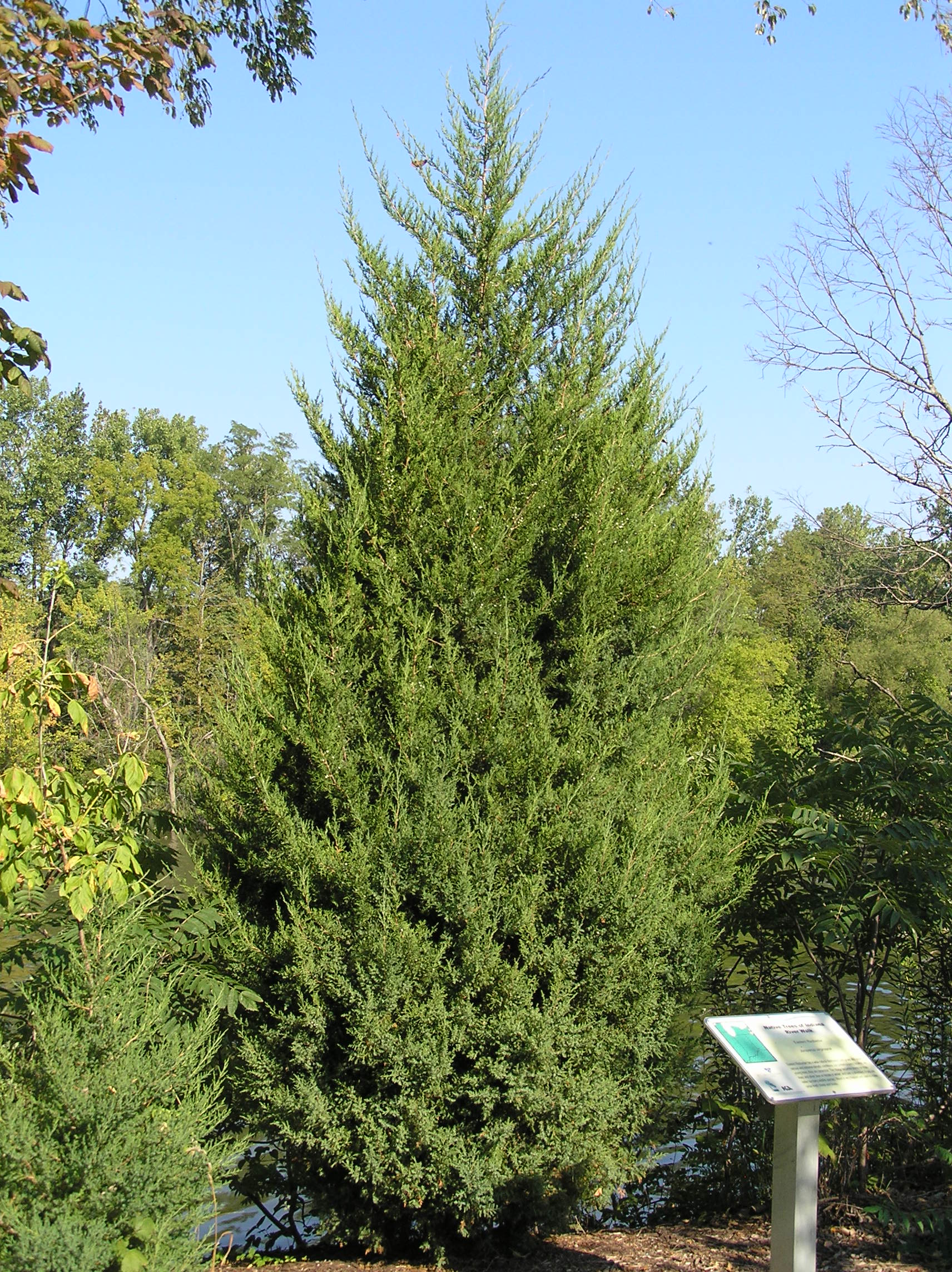 Native Trees of Indiana River Walk