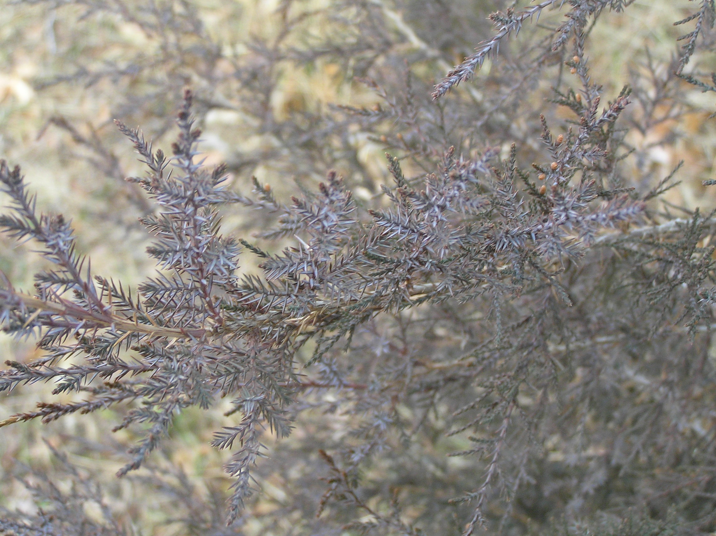 Native Trees of Indiana River Walk