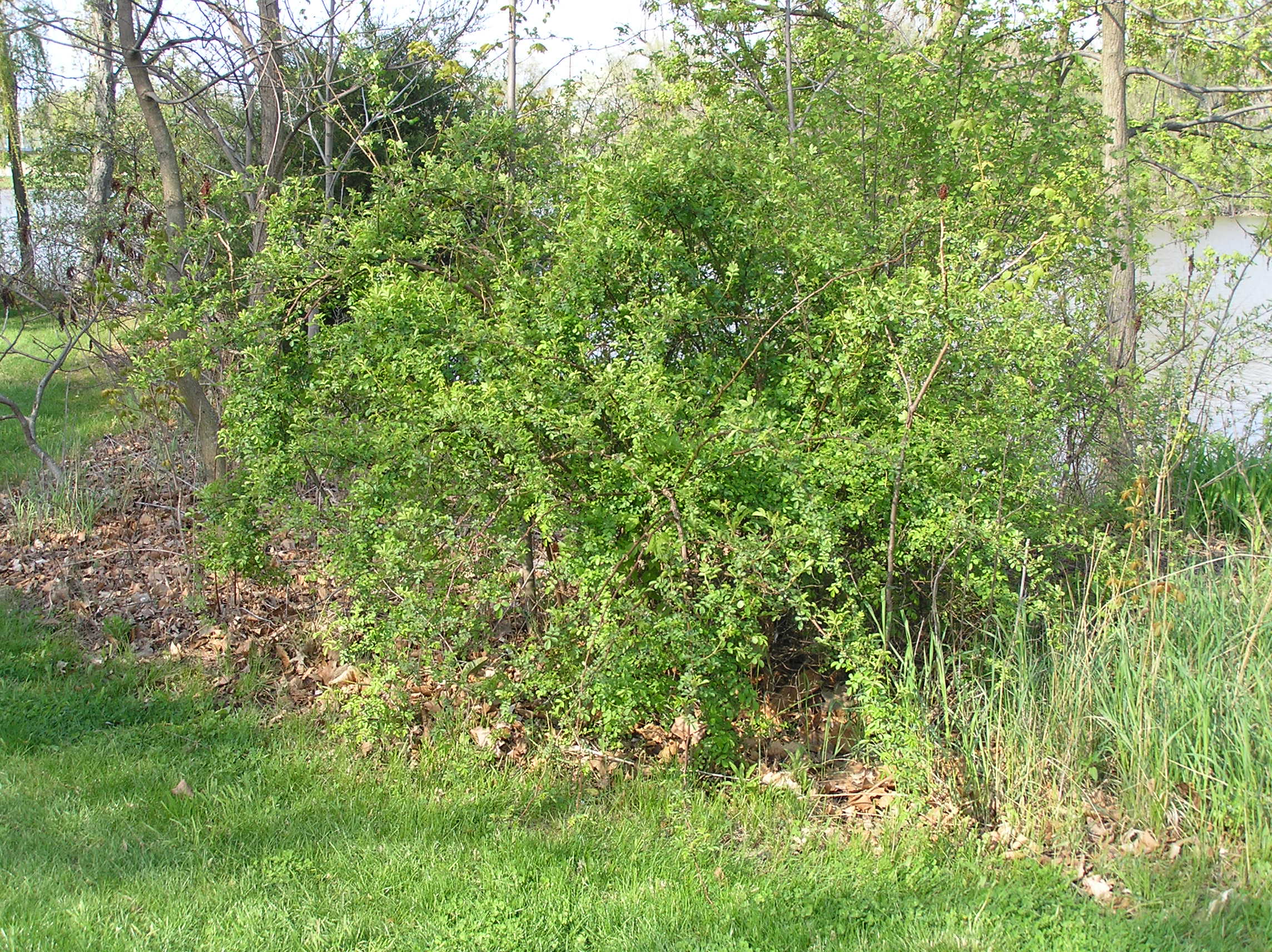 Native Trees of Indiana River Walk