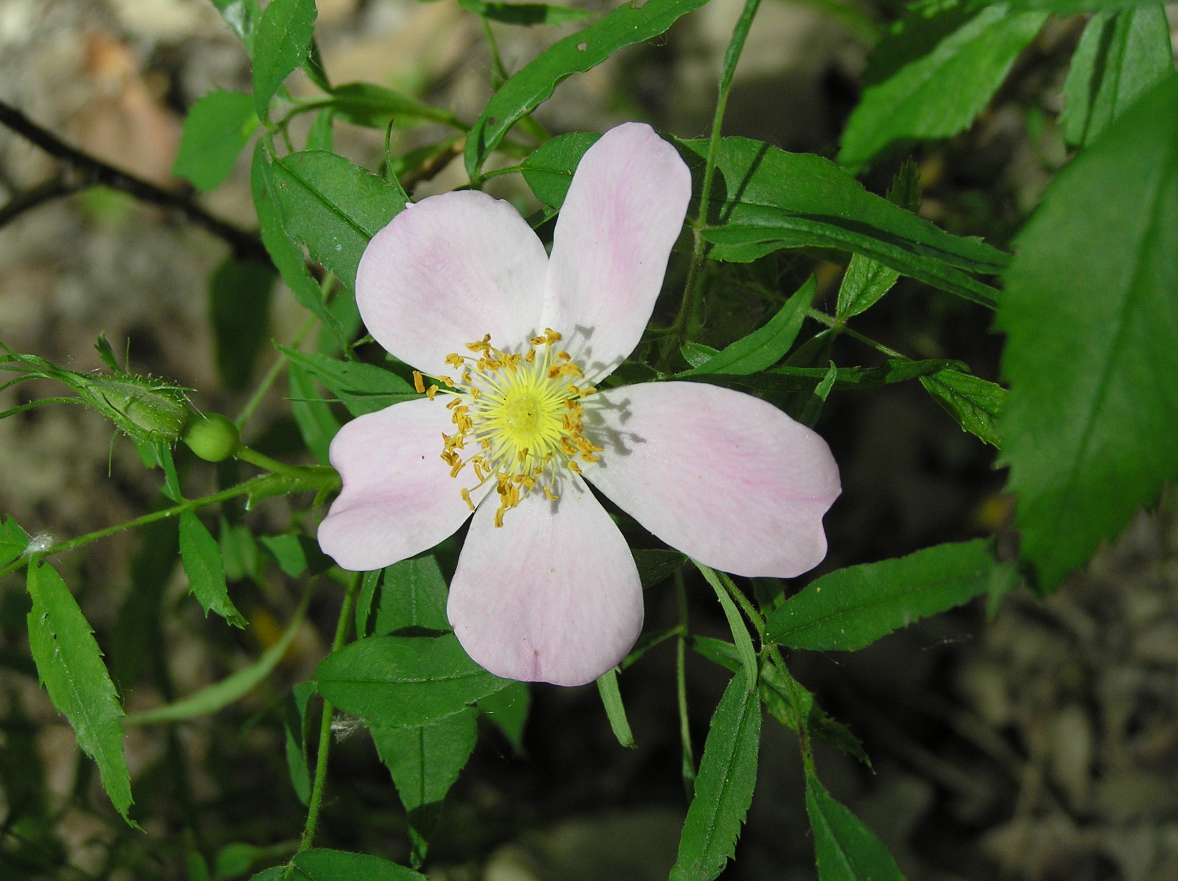 Native Trees of Indiana River Walk