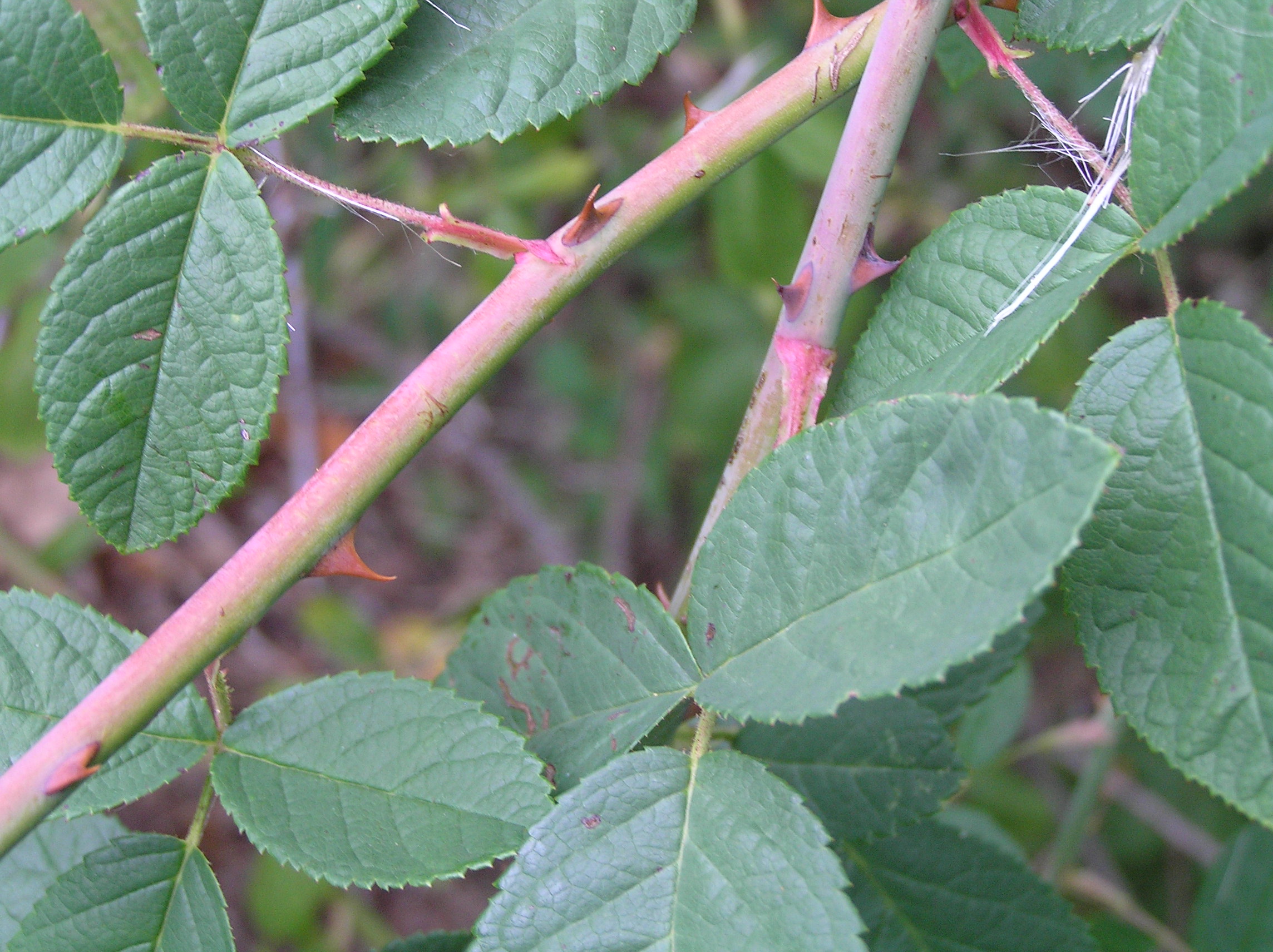 Native Trees of Indiana River Walk