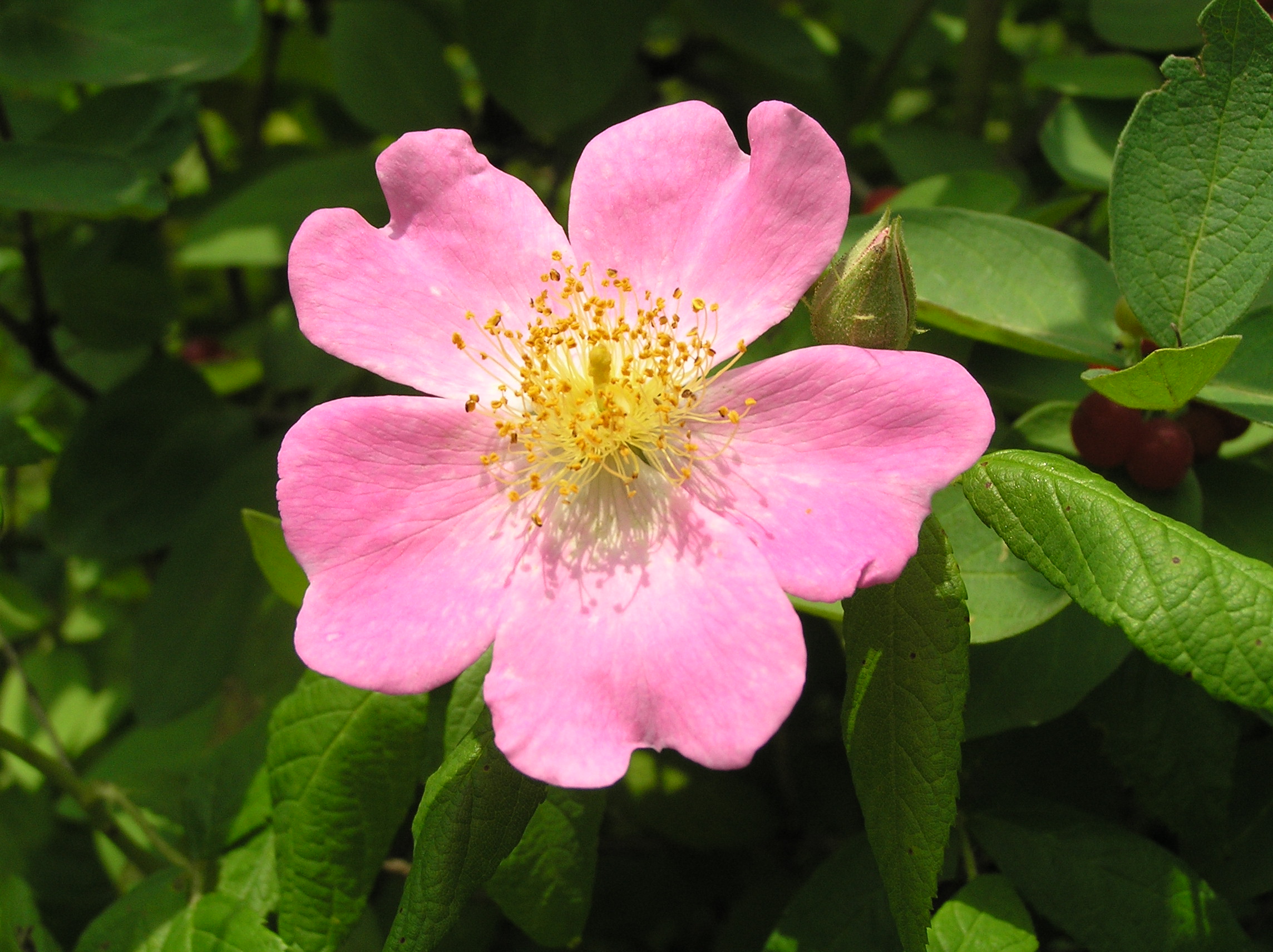 Native Trees of Indiana River Walk