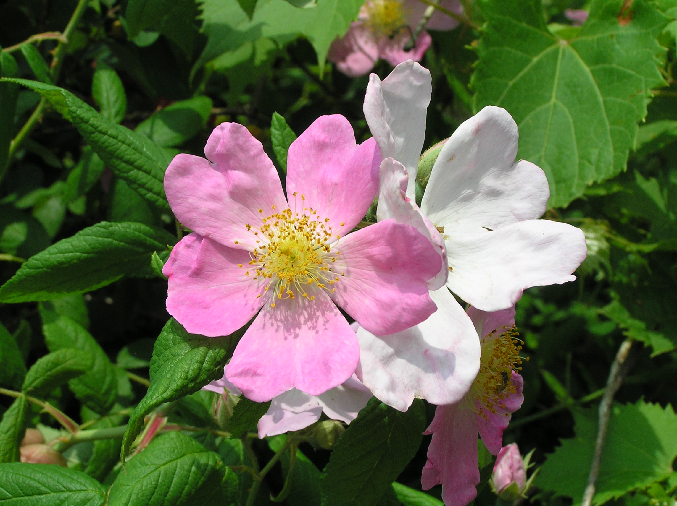 Native Trees of Indiana River Walk