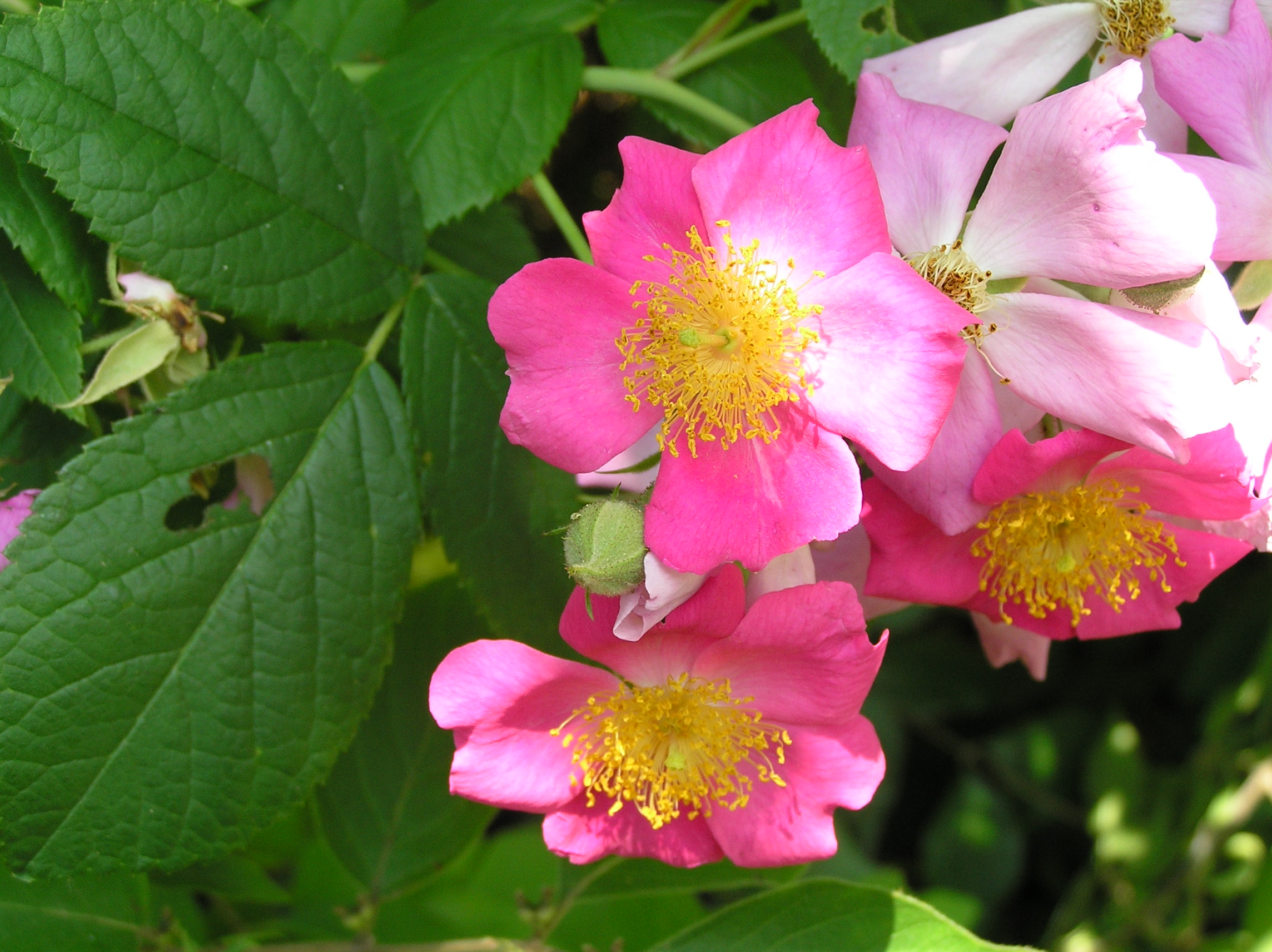 Native Trees of Indiana River Walk