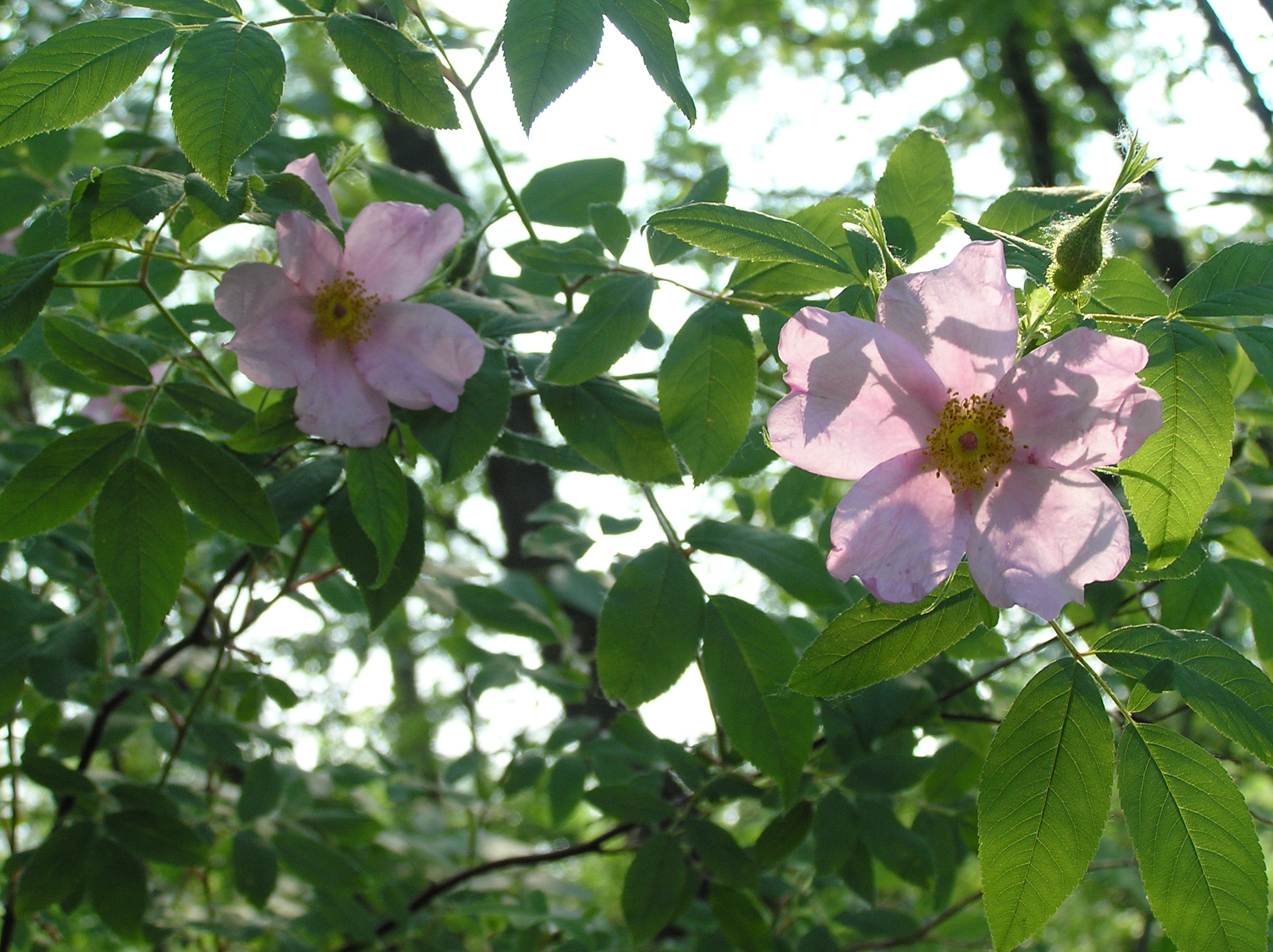 Native Trees of Indiana River Walk