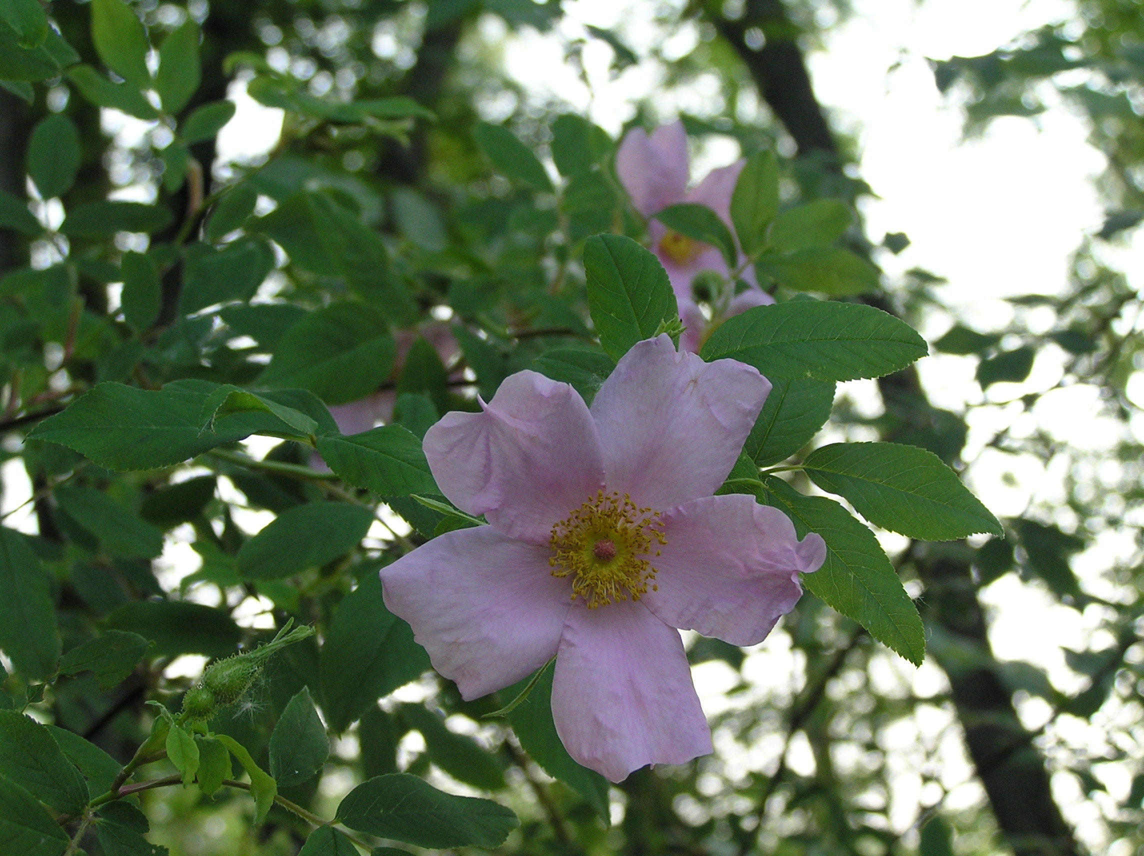 Native Trees of Indiana River Walk