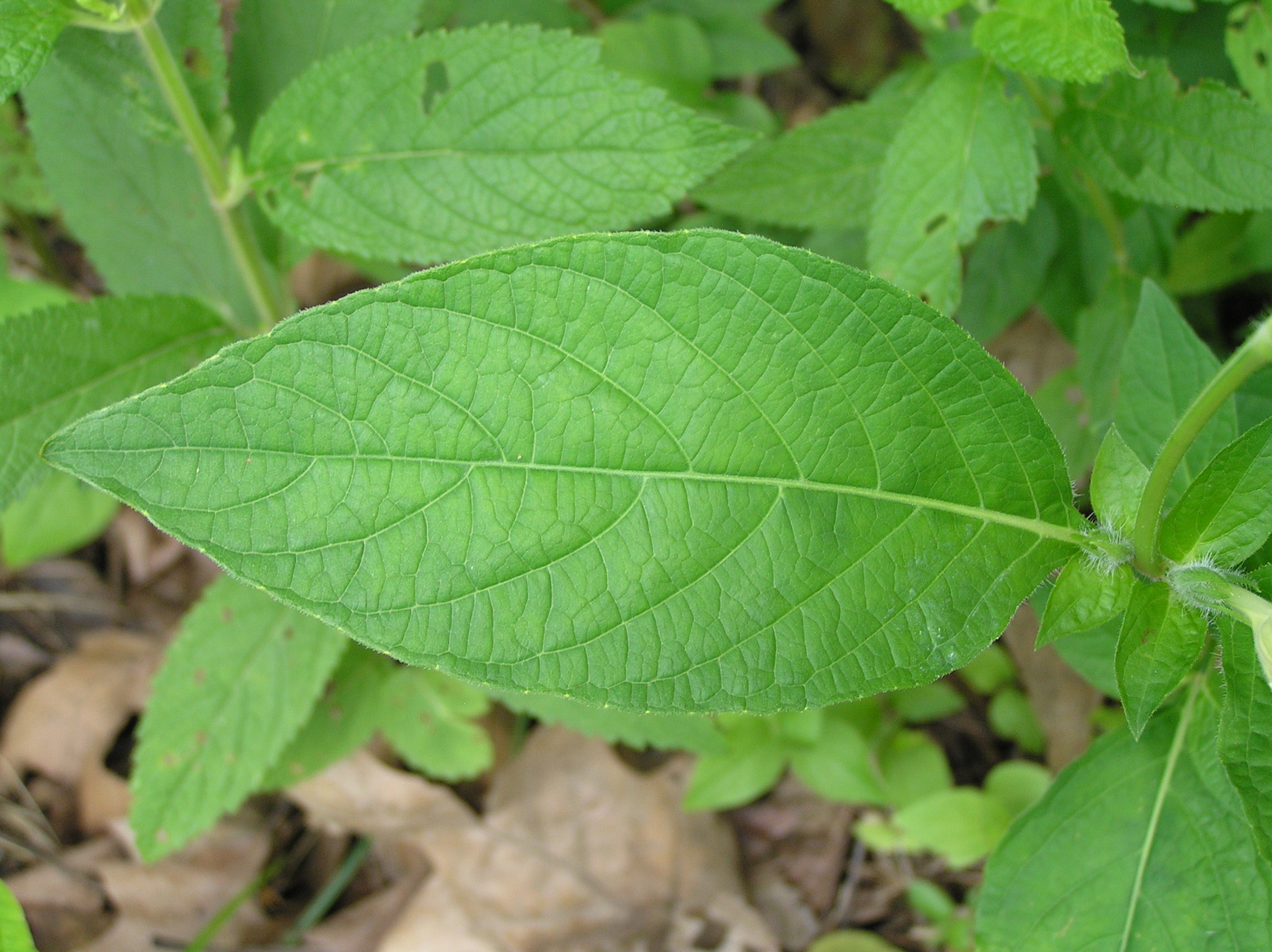 Native Trees of Indiana River Walk