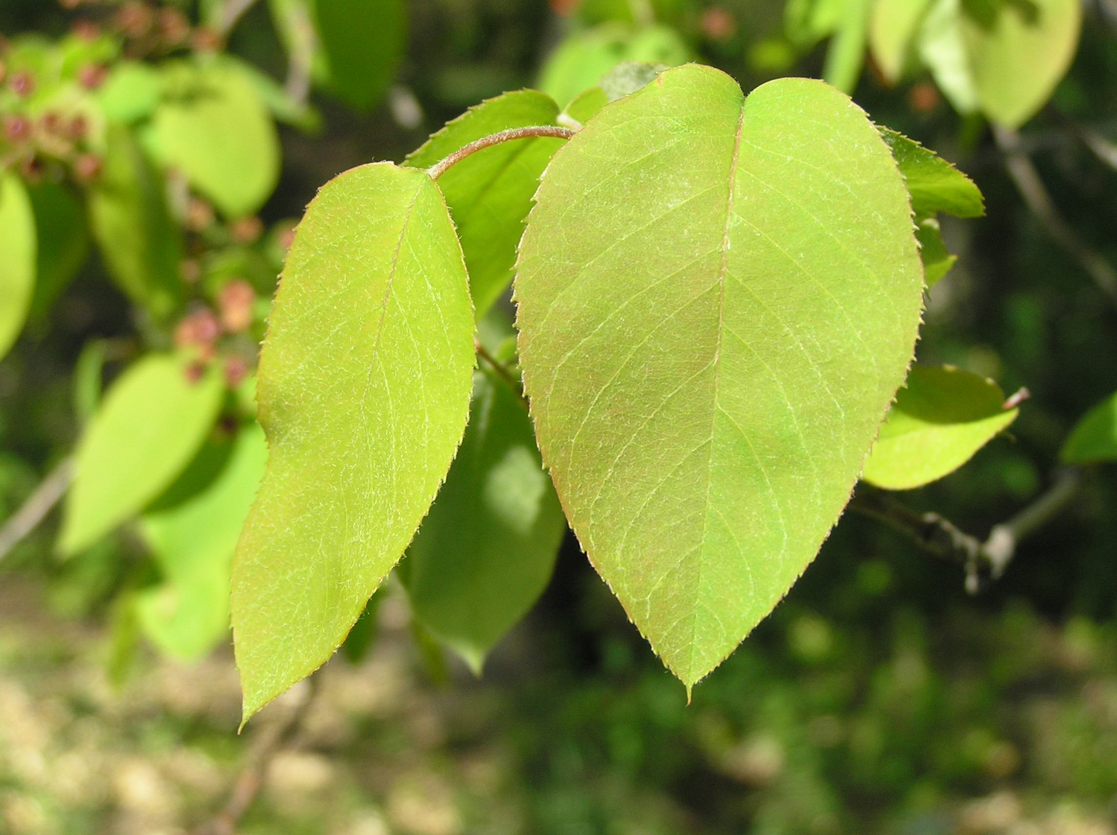 Native Trees Of Indiana River Walk