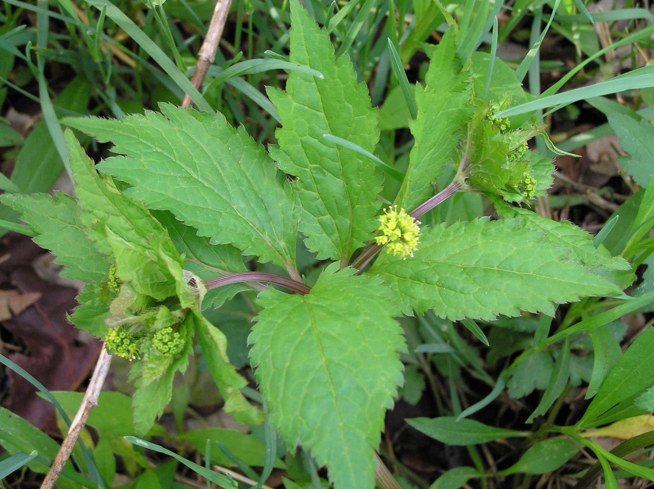 Native Trees of Indiana River Walk